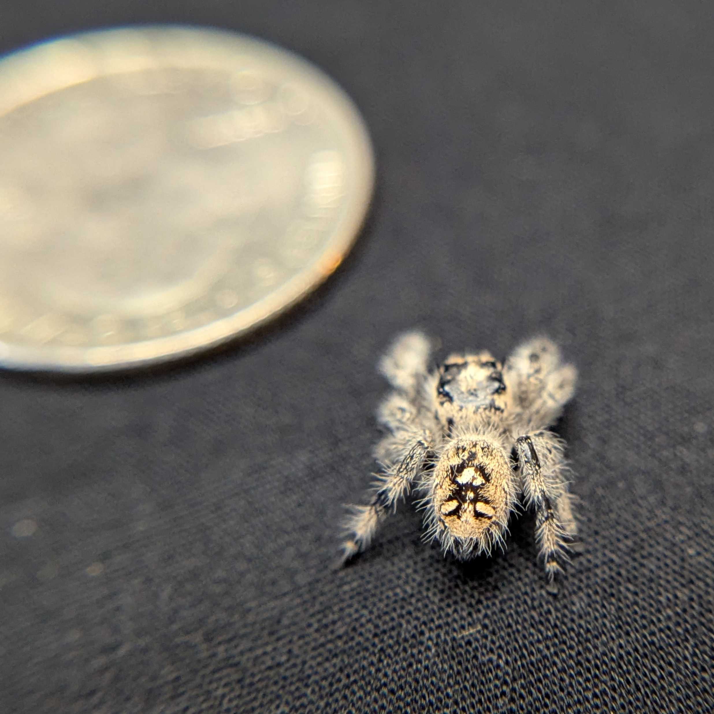 Regal Jumping Spider "Clover"