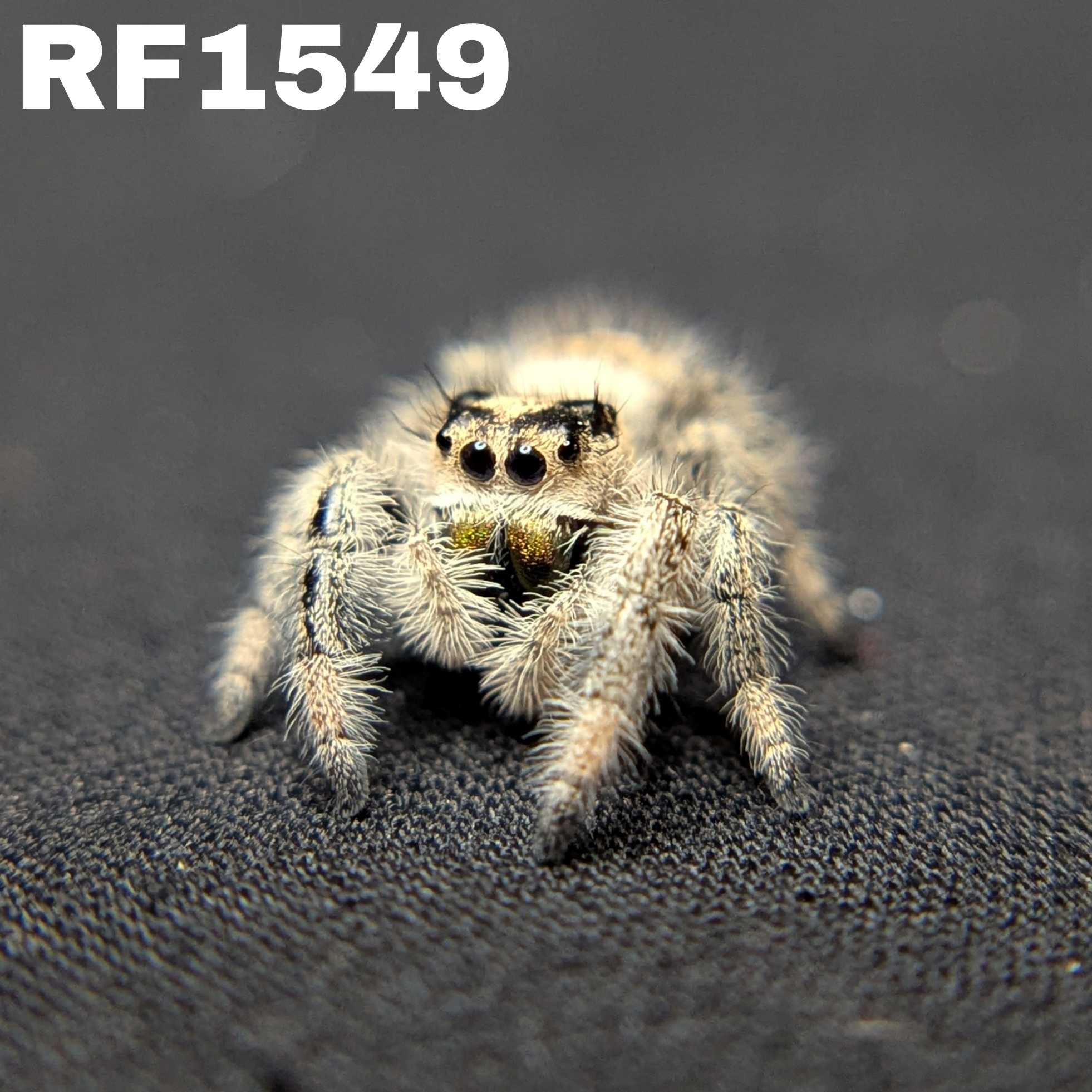 Regal Jumping Spider "Clover"
