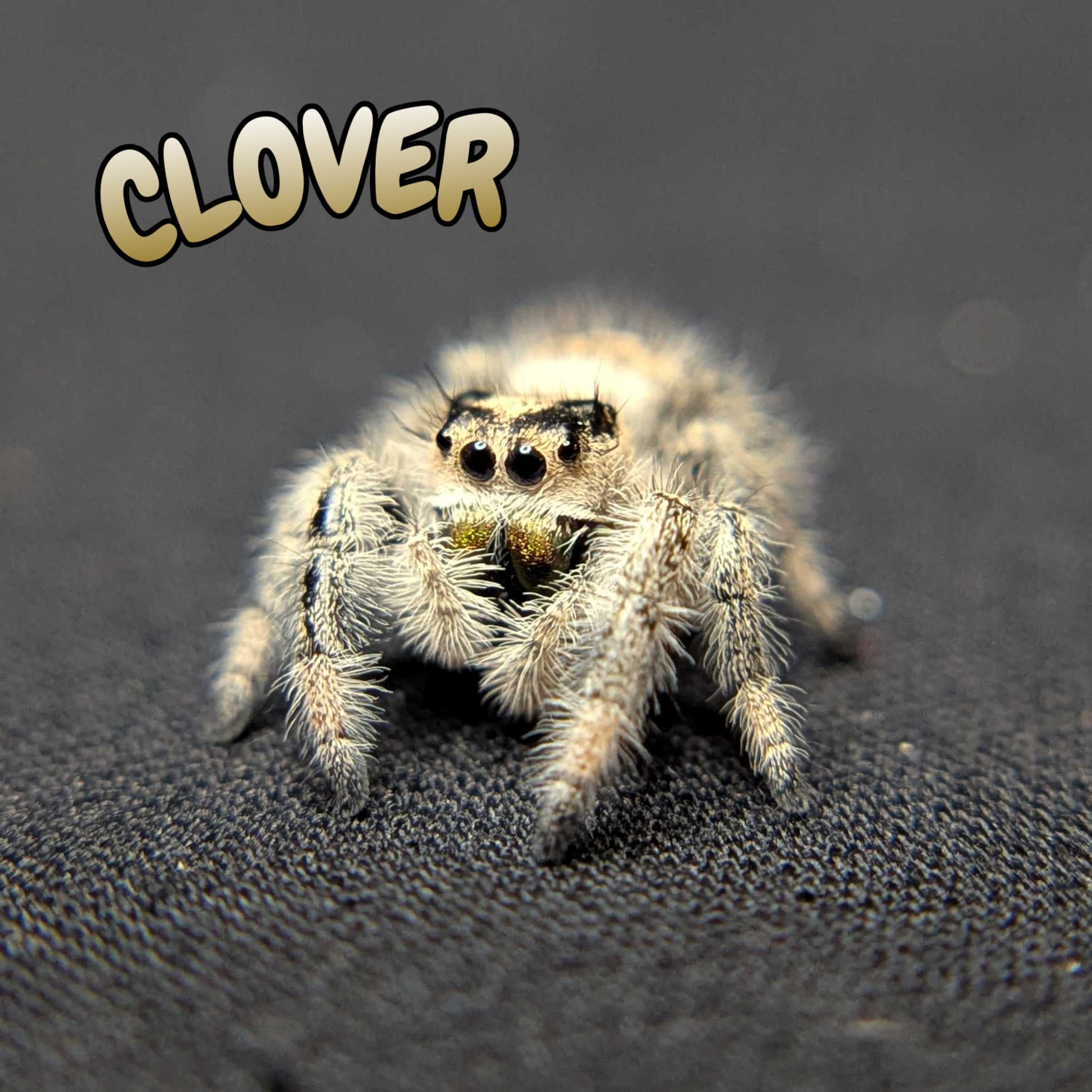 Regal Jumping Spider "Clover"