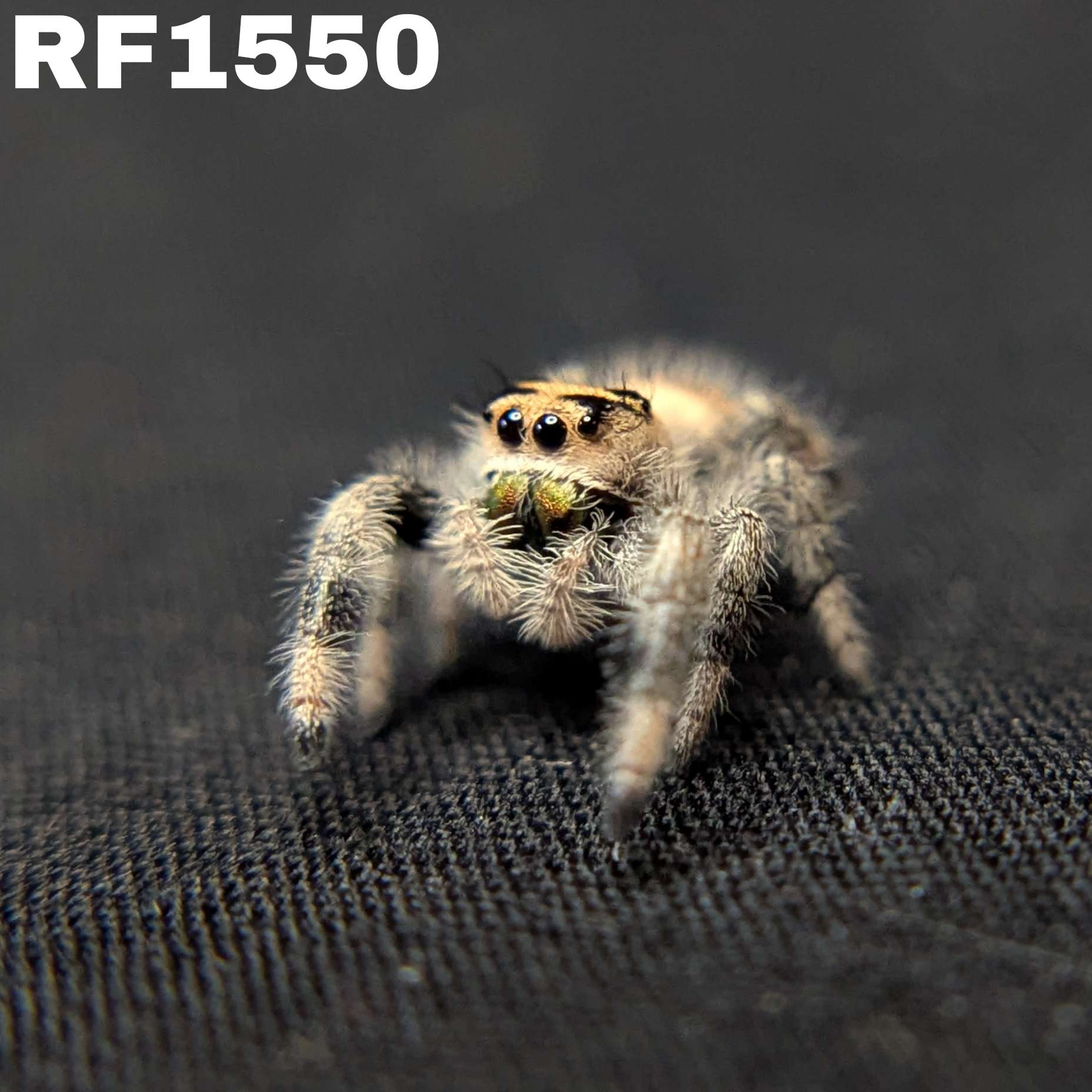 Regal Jumping Spider “Tater Tot”