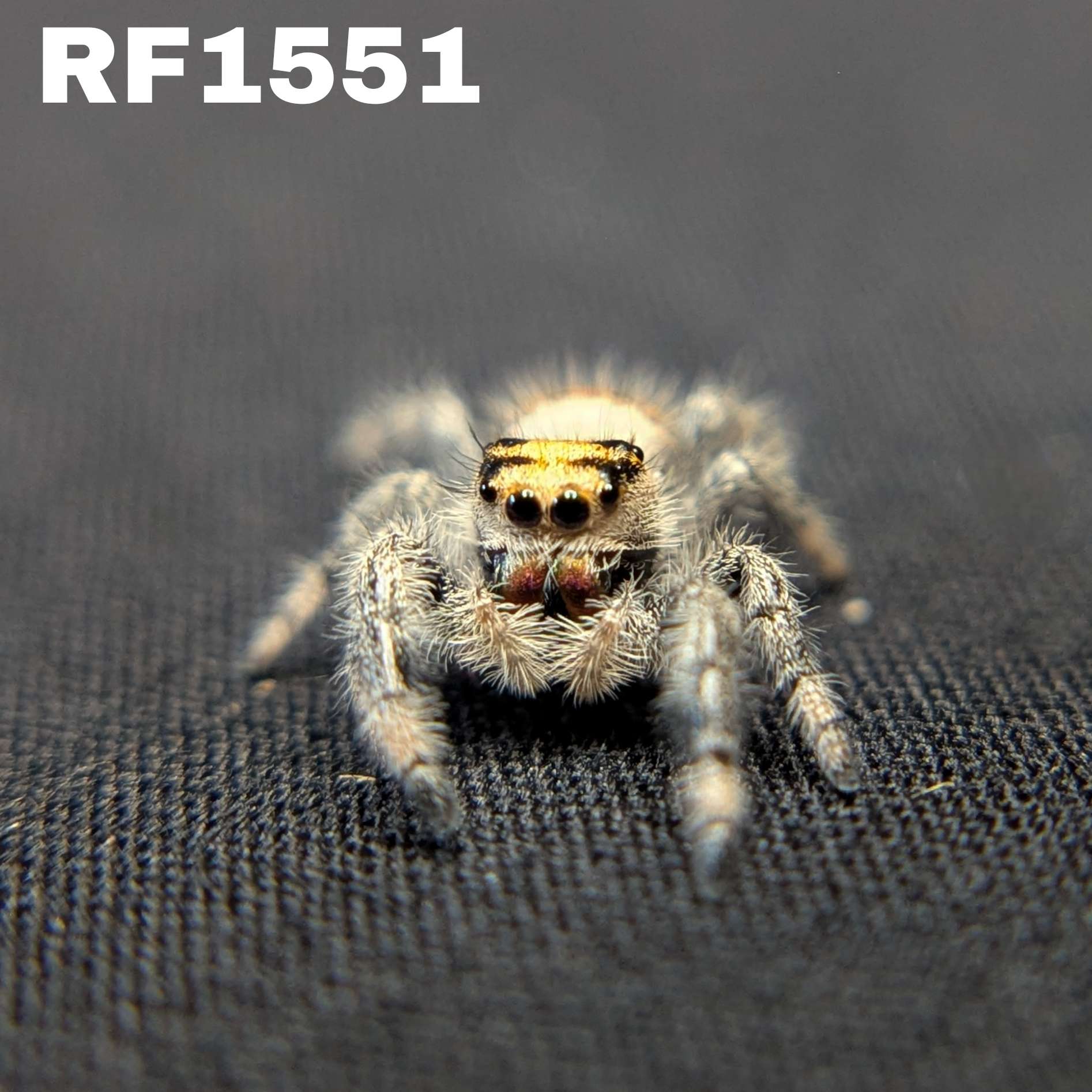 Regal Jumping Spider “Petal”
