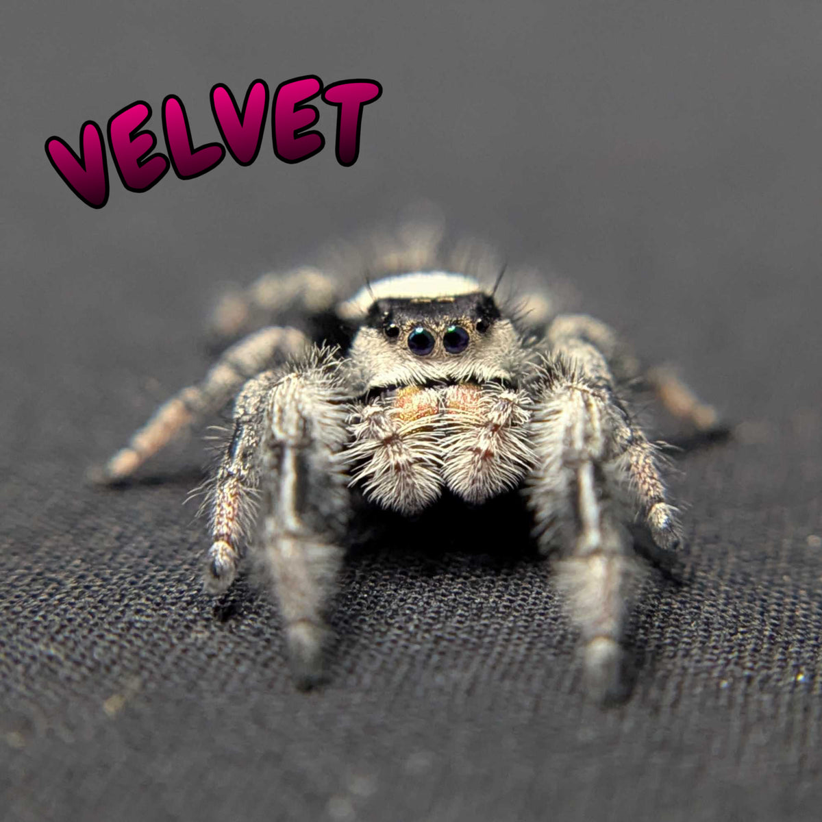 Regal Jumping Spider "Velvet"