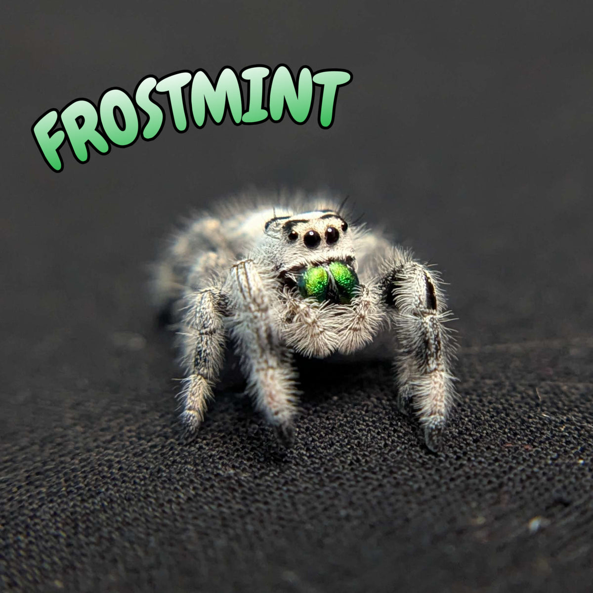 Regal Jumping Spider "Frostmint" (High White)