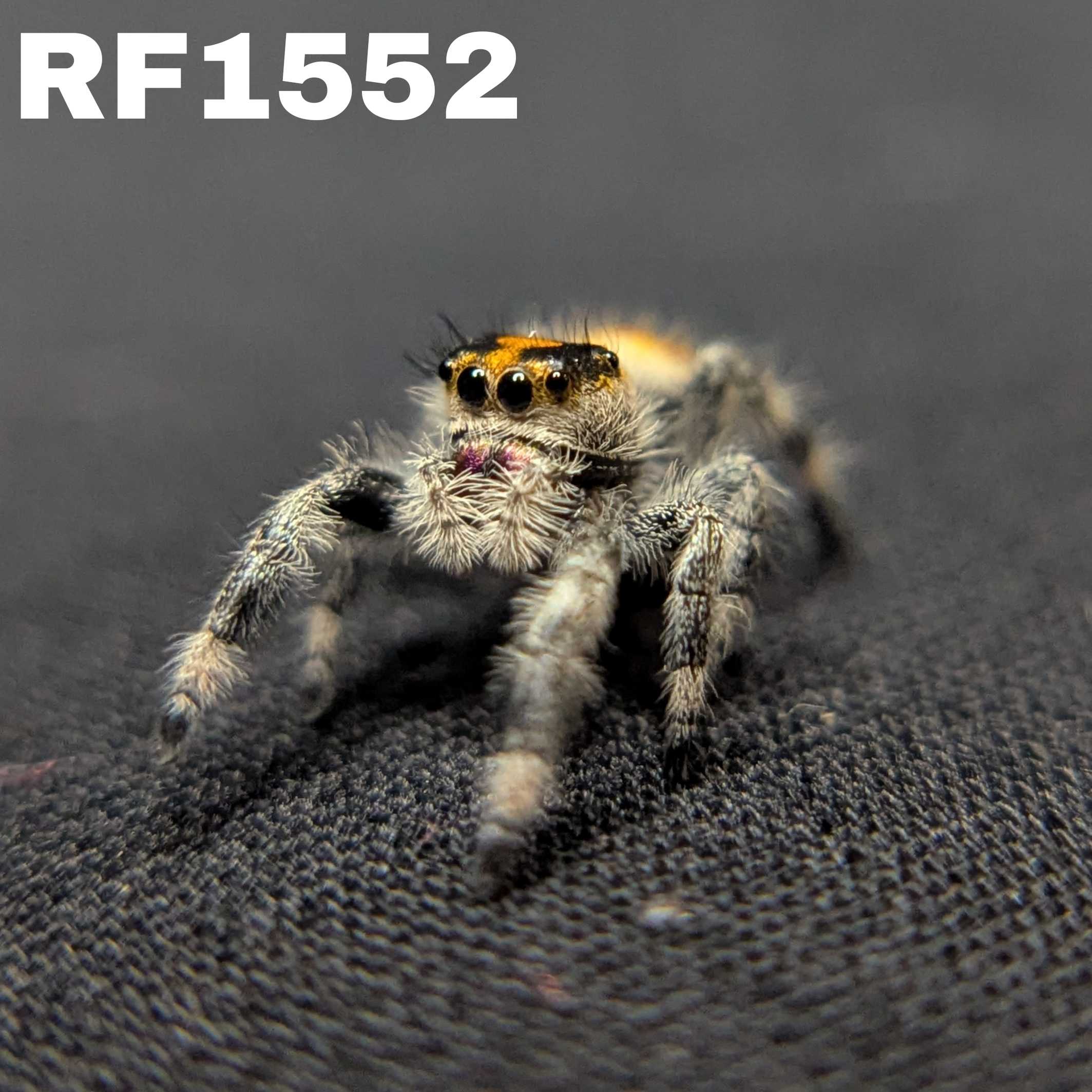Regal Jumping Spider "Bengal Tiger"