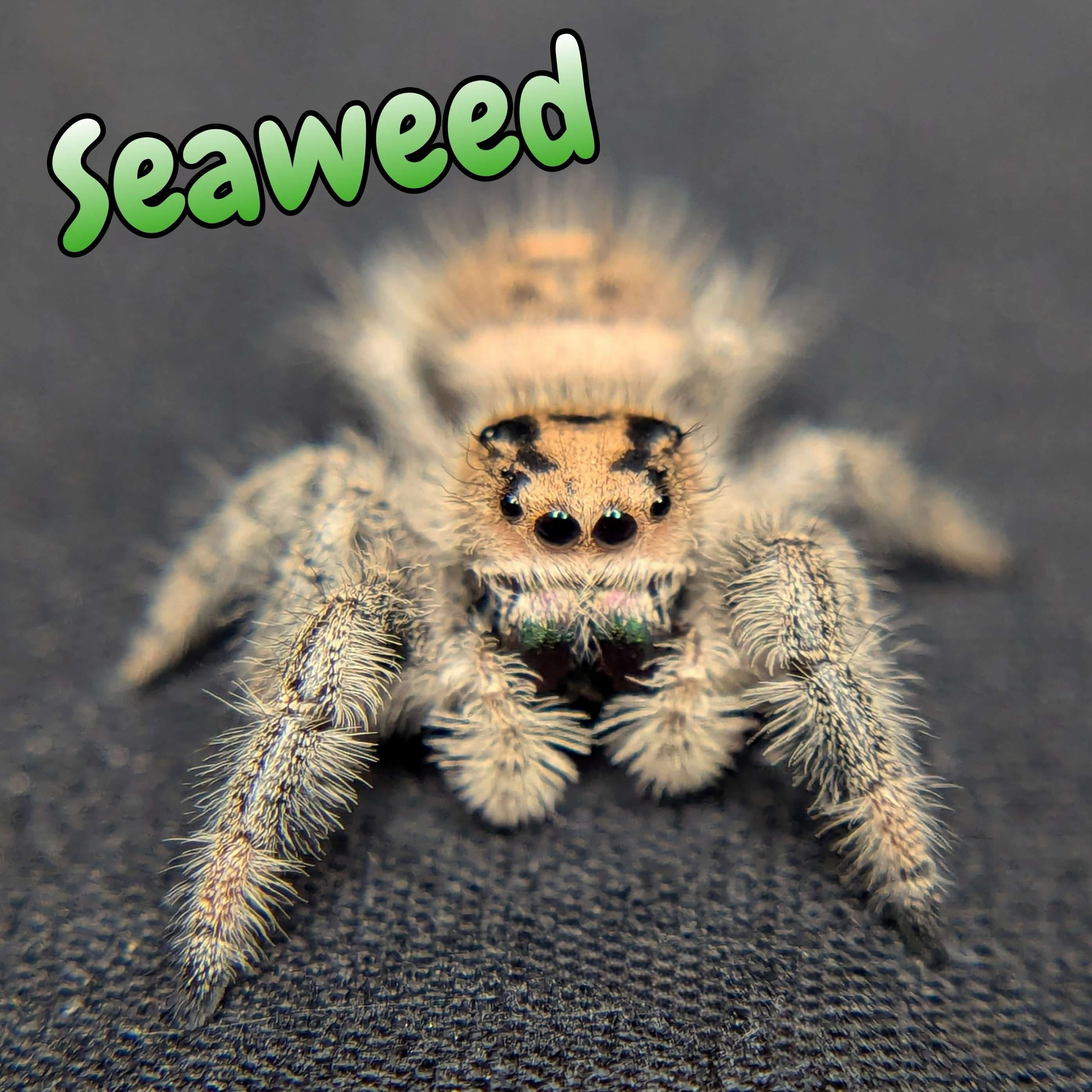 Regal Jumping Spider “Seaweed” For Sale - ExoticsSource