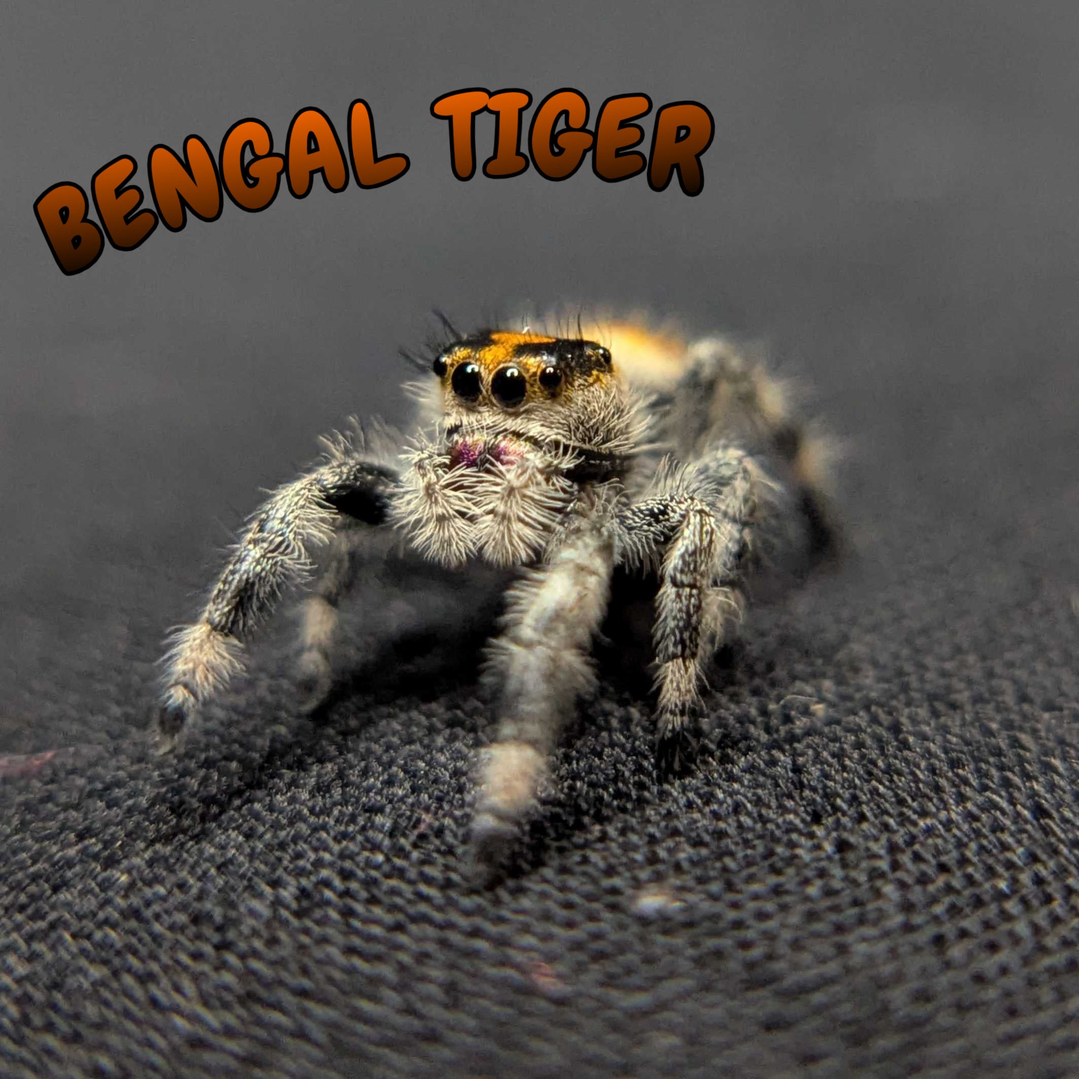Regal Jumping Spider "Bengal Tiger"