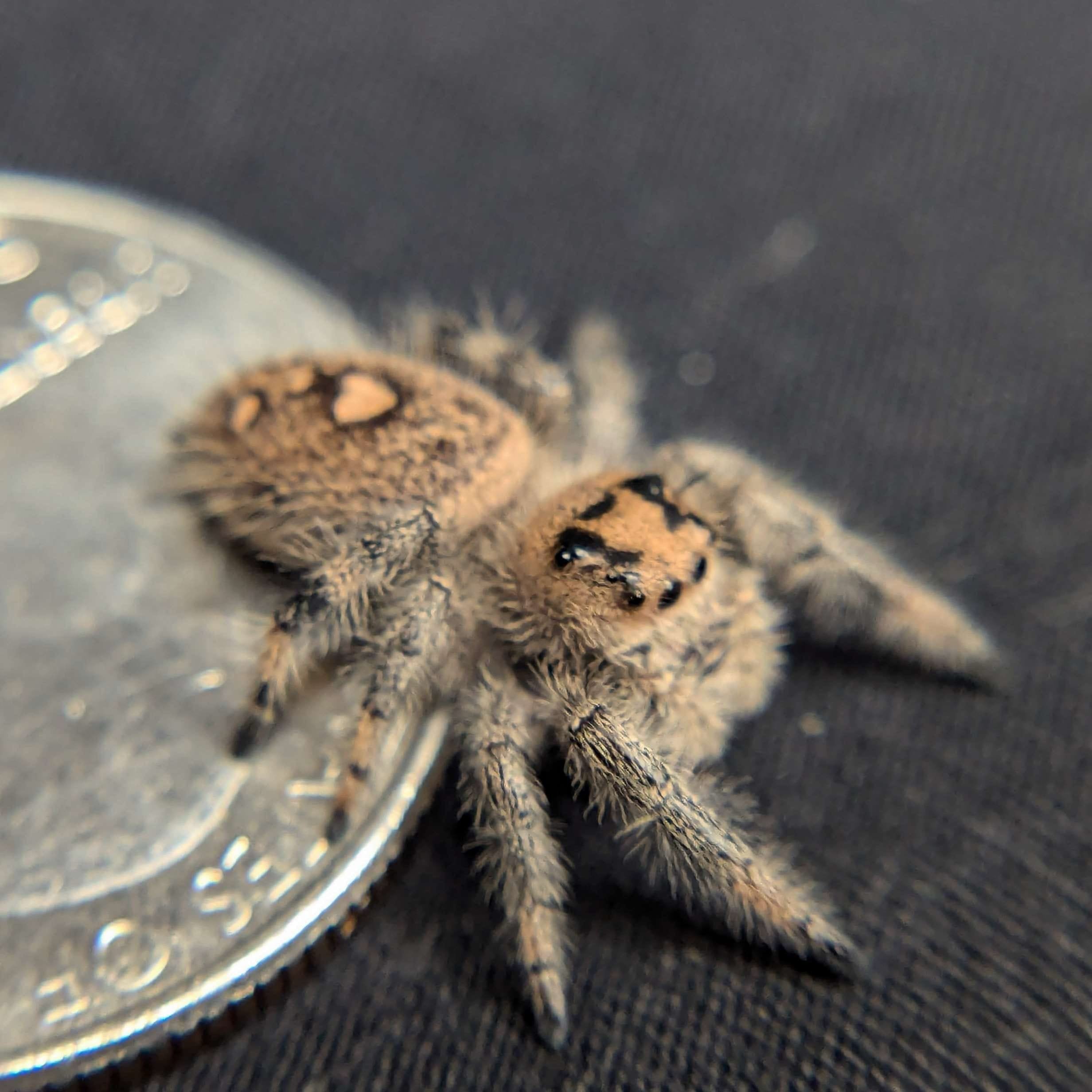 Regal Jumping Spider “Seaweed” For Sale - ExoticsSource