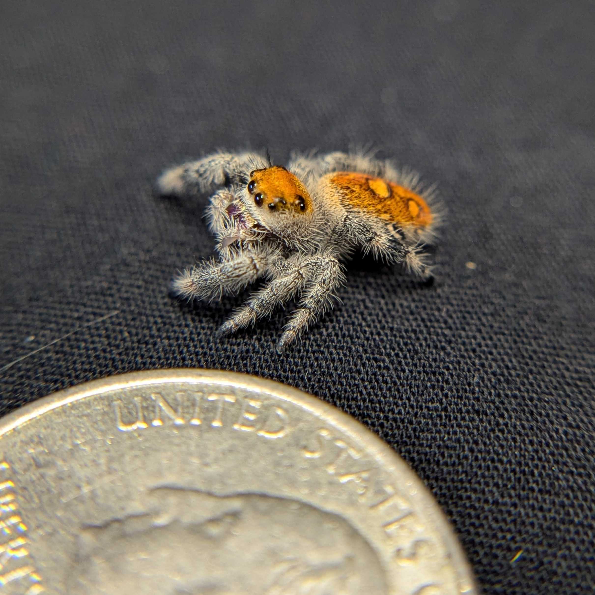 Regal Jumping Spider "Heat"
