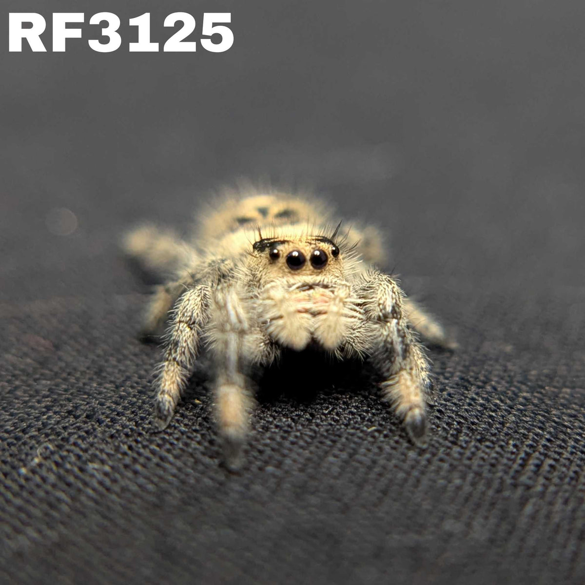 Regal Jumping Spider "Sourdough"
