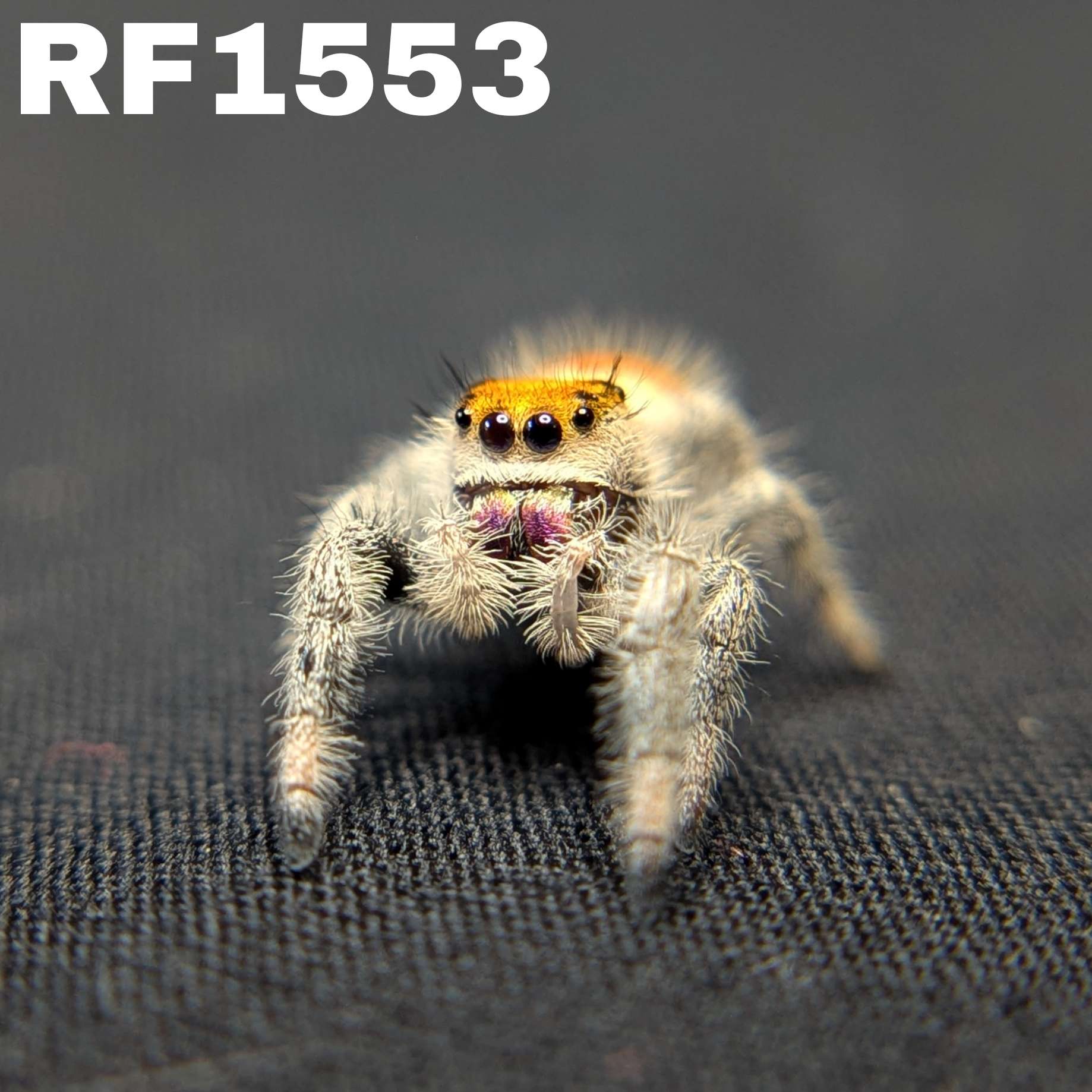 Regal Jumping Spider "Heat"