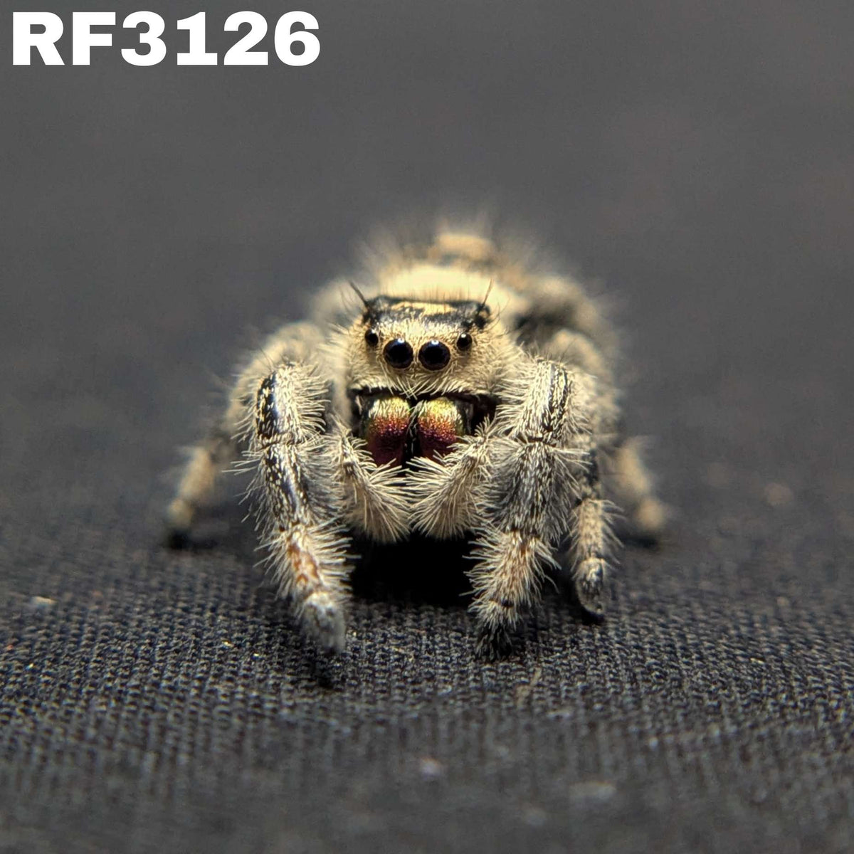 Regal Jumping Spider "Pumpkin Pie"