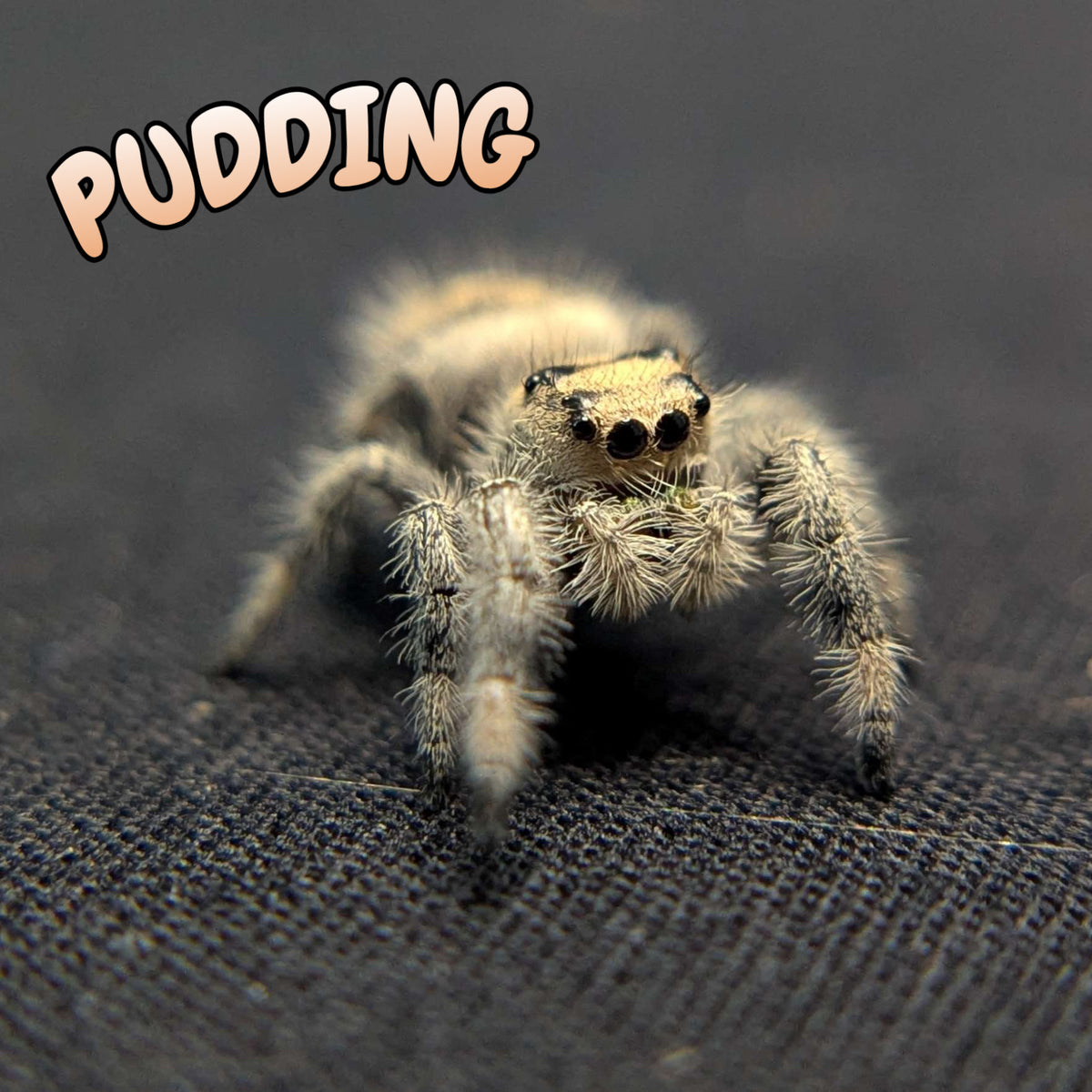 Regal Jumping Spider “Pudding”