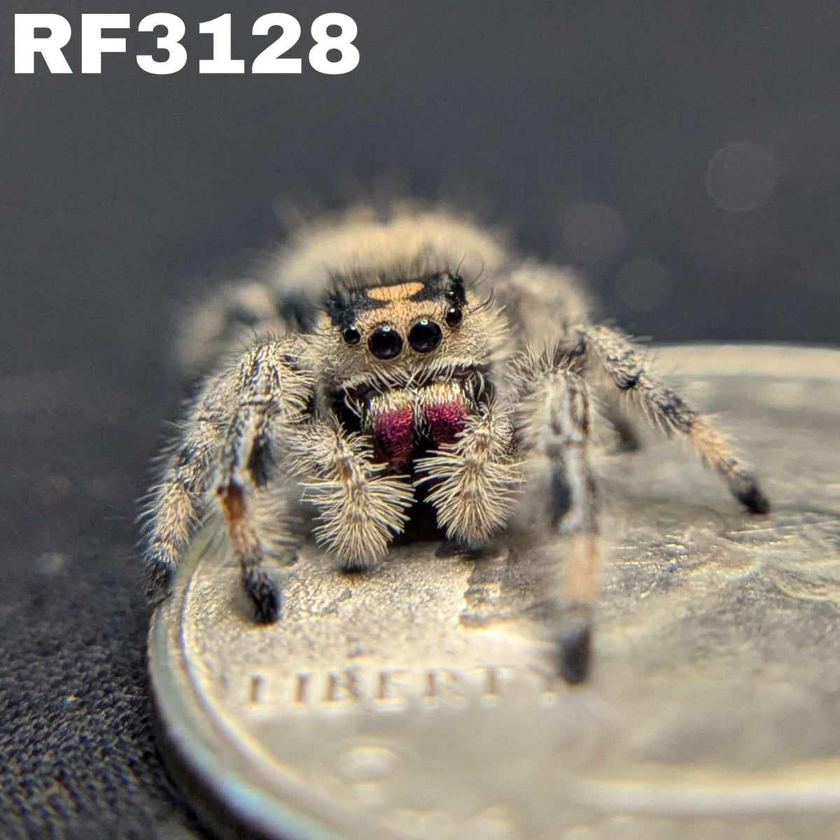 Regal Jumping Spider "Sugarplum"