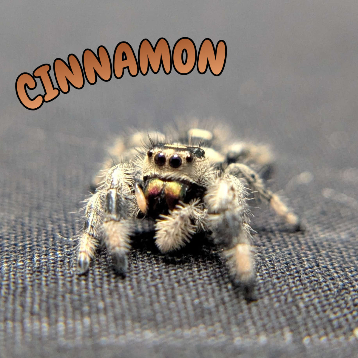 Regal Jumping Spider "Cinnamon"