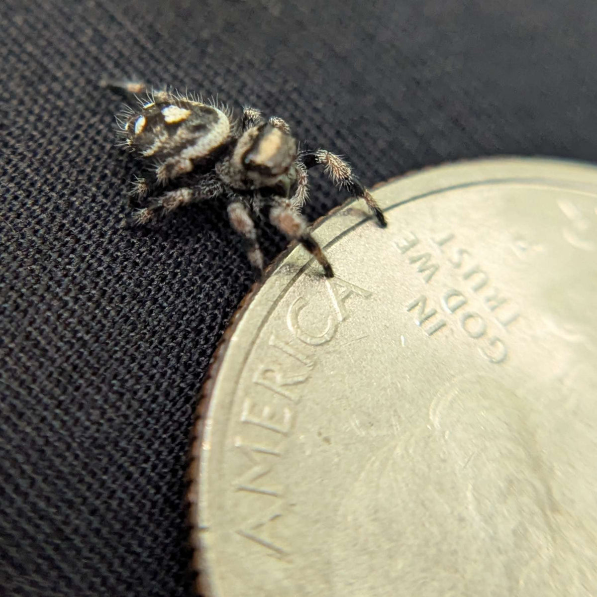 Regal Jumping Spider "Dancer"