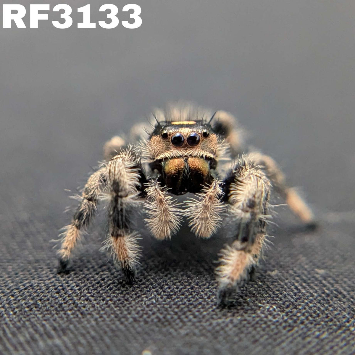 Regal Jumping Spider “Copper”