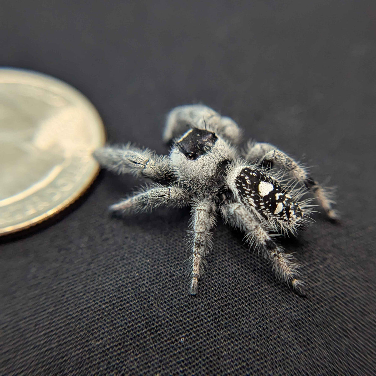 Regal Jumping Spider "Onyx" (High White)