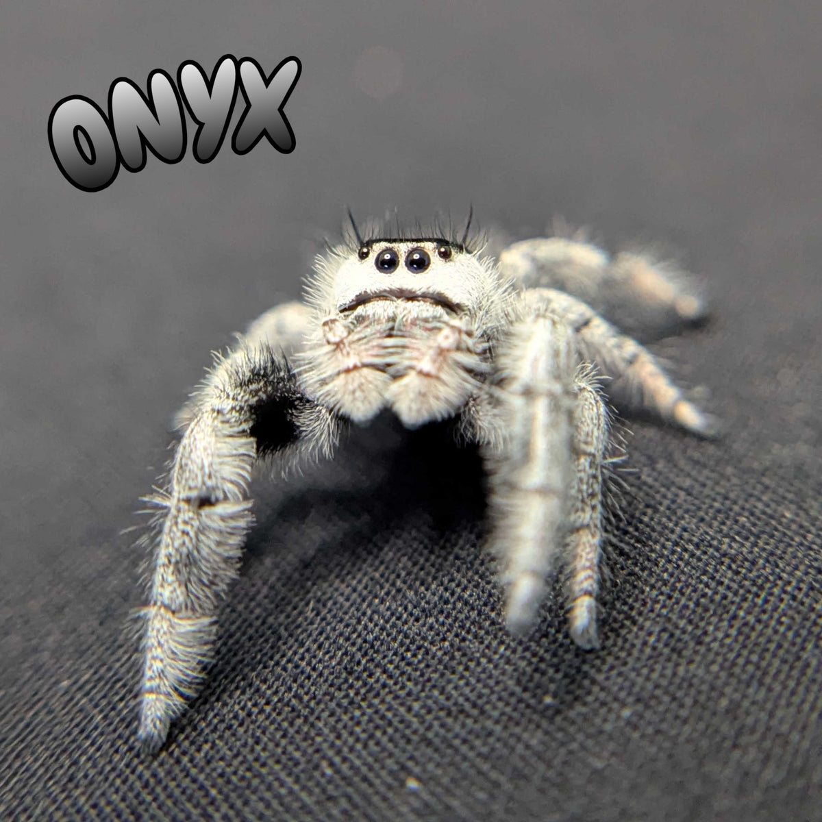 Regal Jumping Spider "Onyx" (High White)