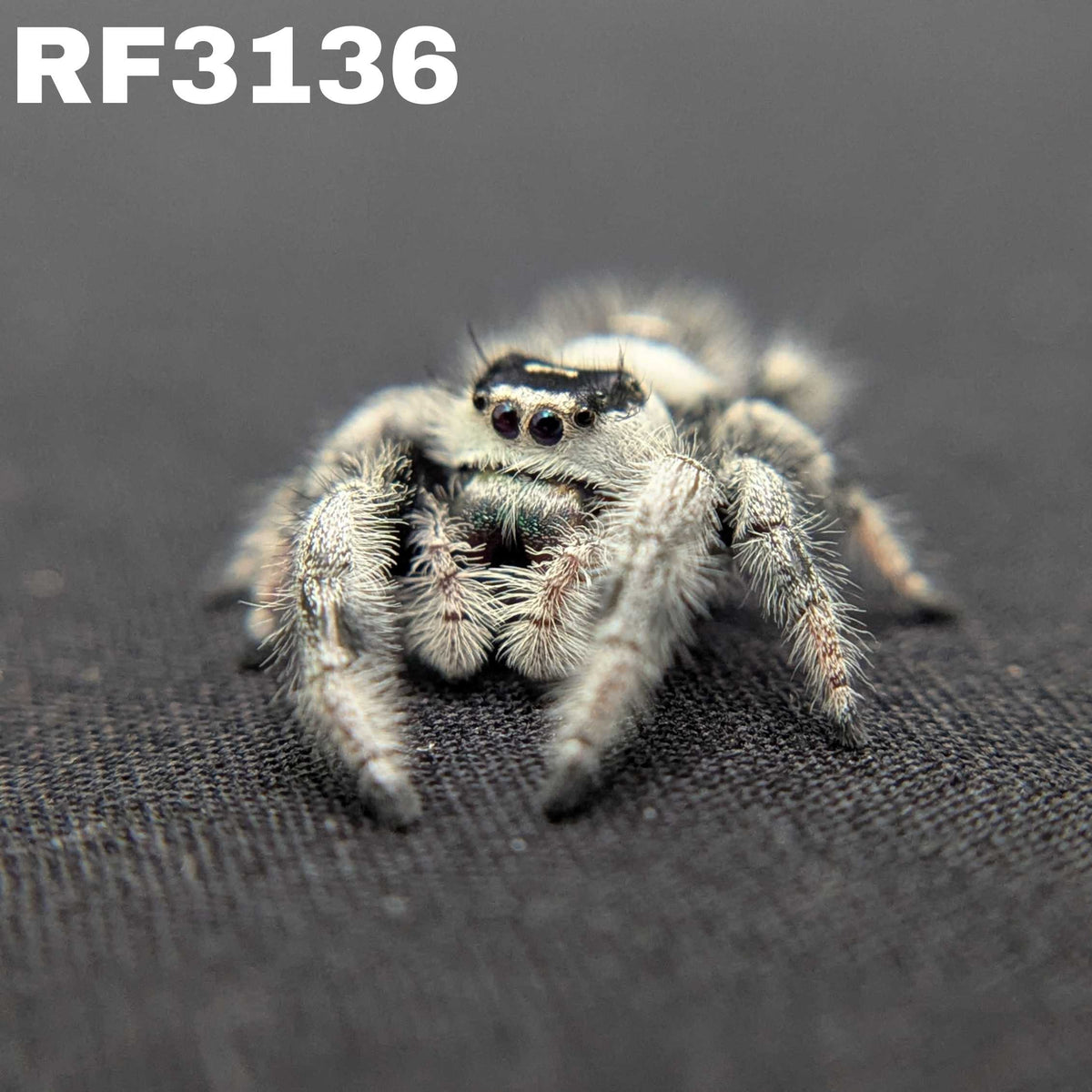 Regal Jumping Spider "Royal"
