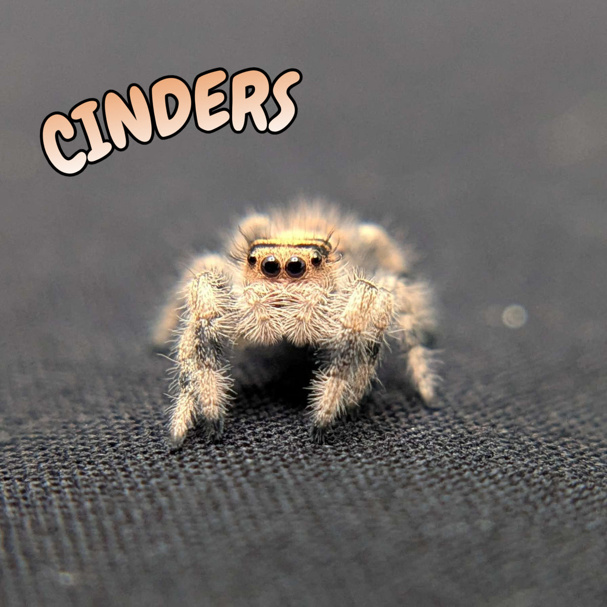 Regal Jumping Spider "Cinders"