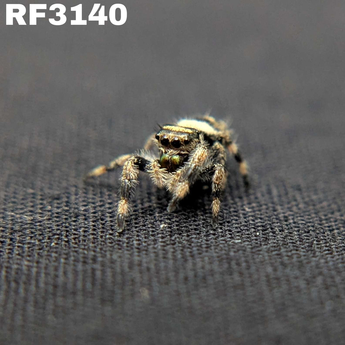 Regal Jumping Spider "Cashew"