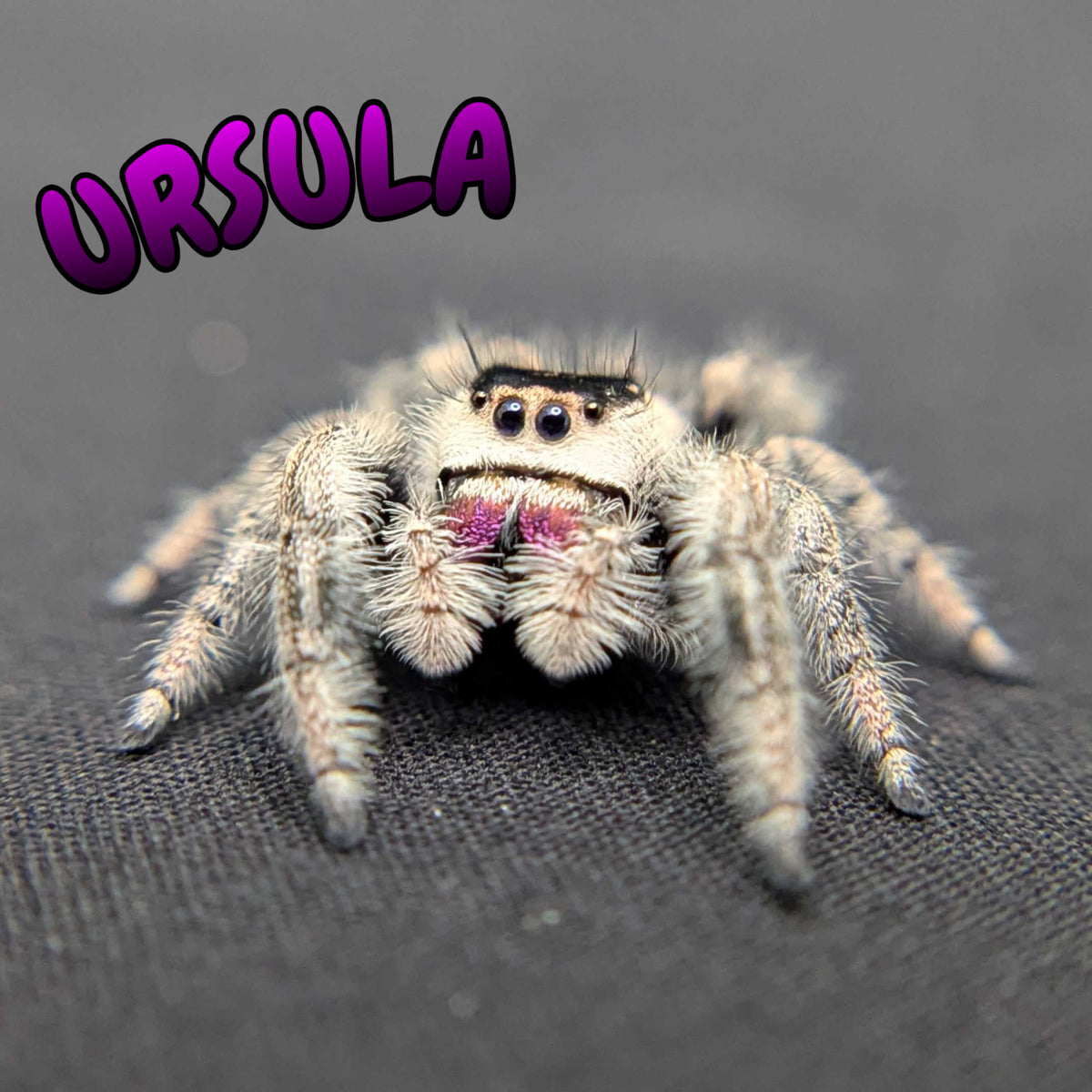 Regal Jumping Spider "Ursula"