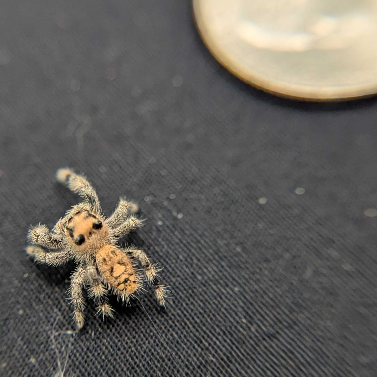 Regal Jumping Spider "Wafer"