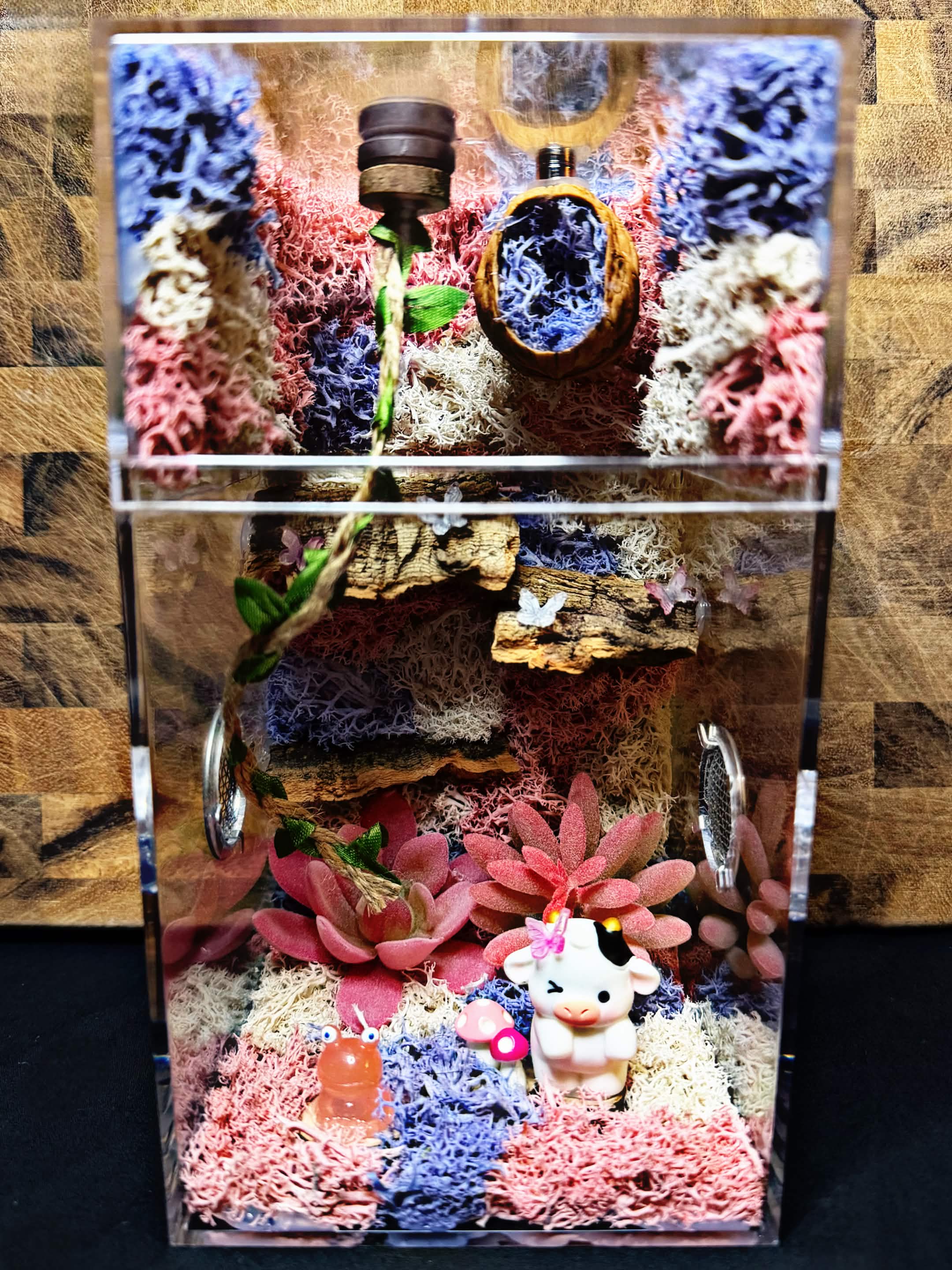 Custom Jumping Spider Enclosure