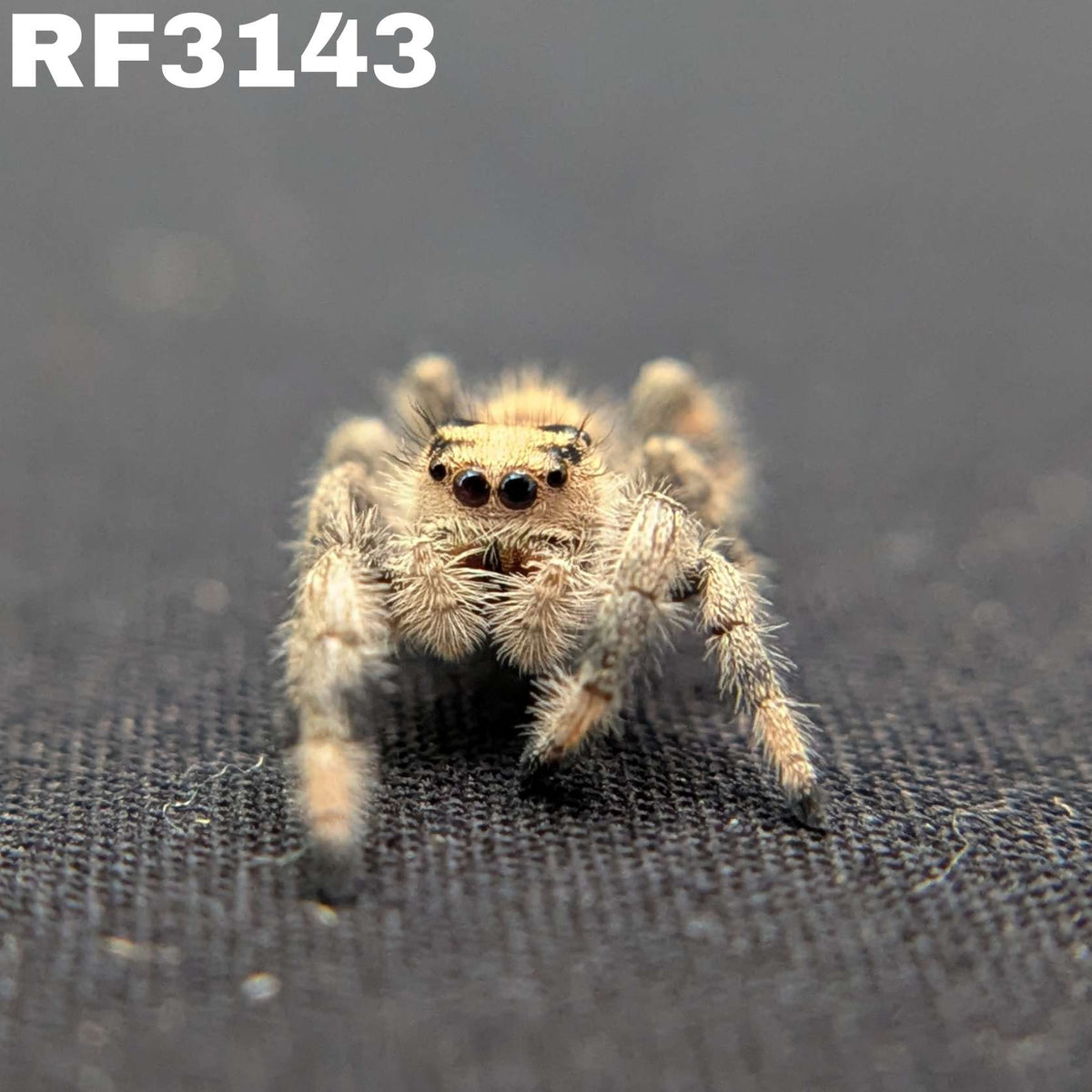 Regal Jumping Spider "Wafer"