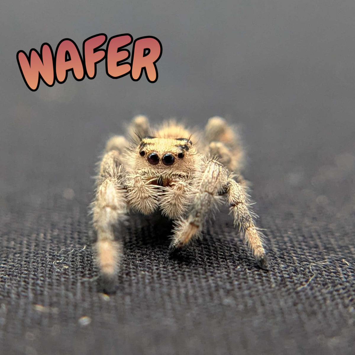 Regal Jumping Spider "Wafer"