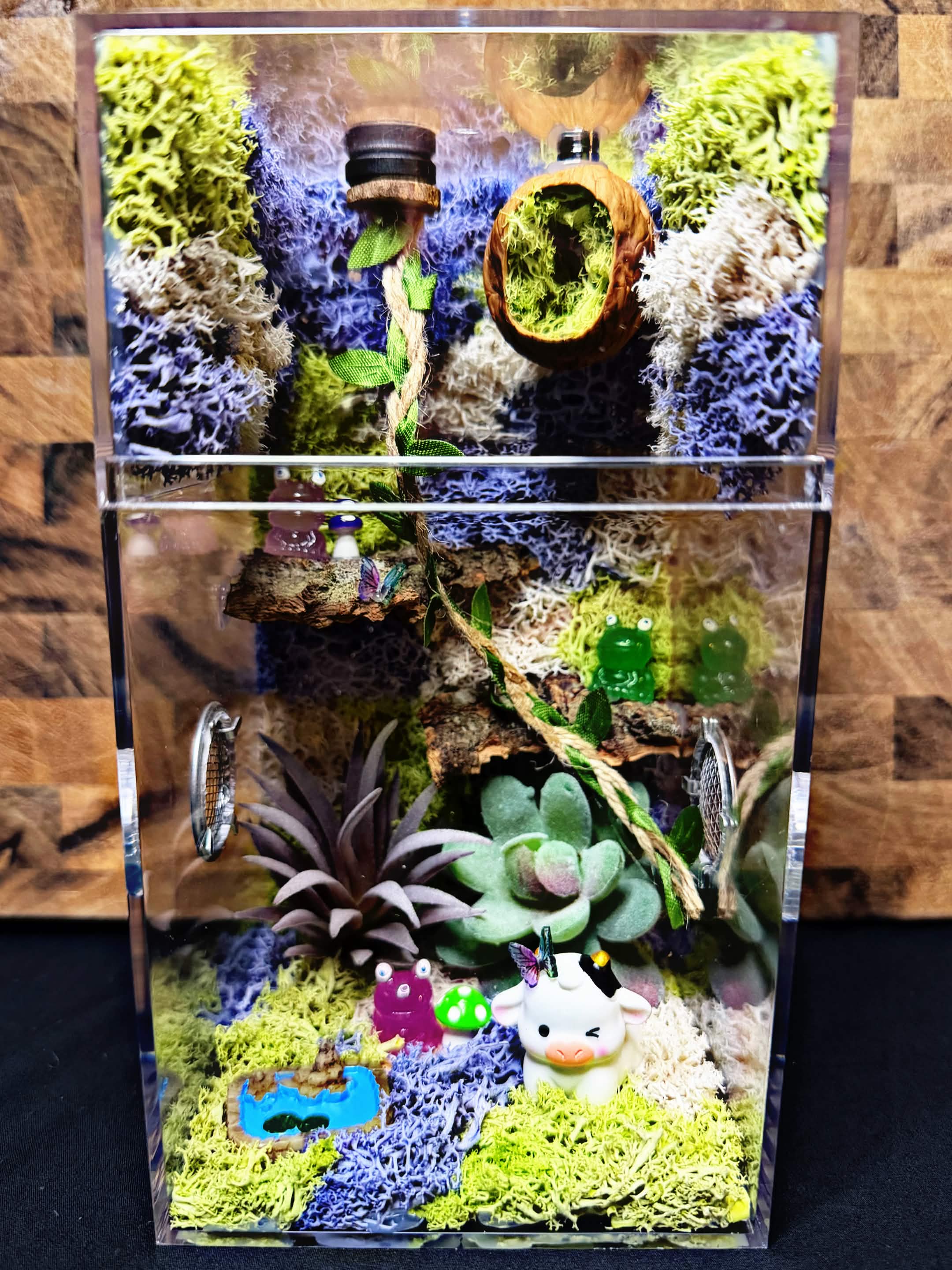 Custom Jumping Spider Enclosure