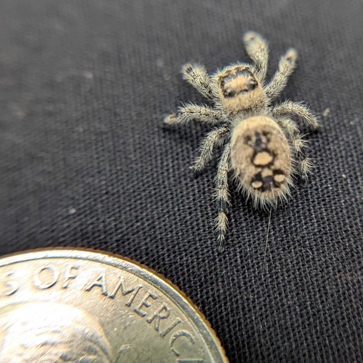 Regal Jumping Spider “Cookie Dough”