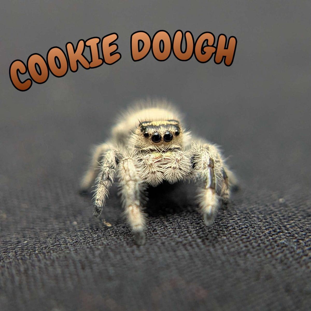 Regal Jumping Spider “Cookie Dough”