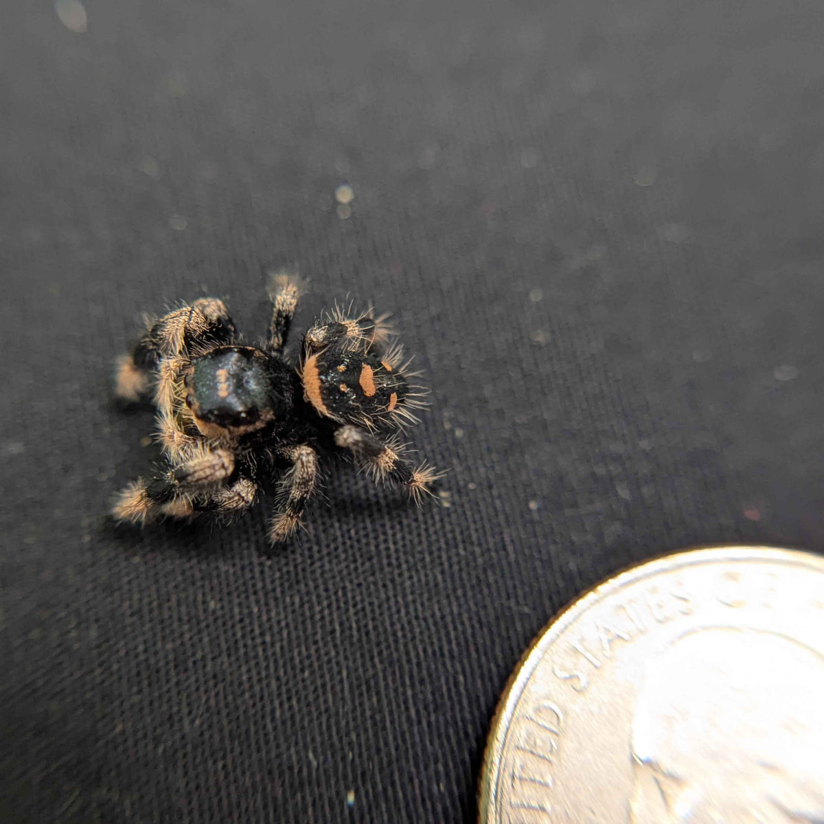 Regal Jumping Spider "Cinnasnug"