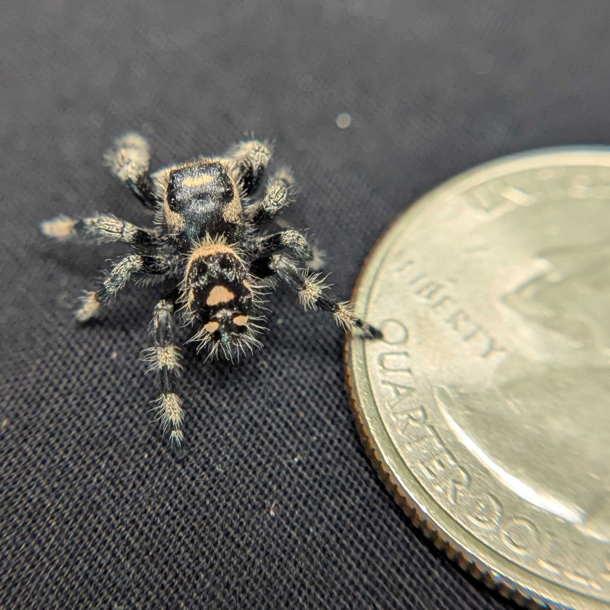 Regal Jumping Spider "Berry Puff"