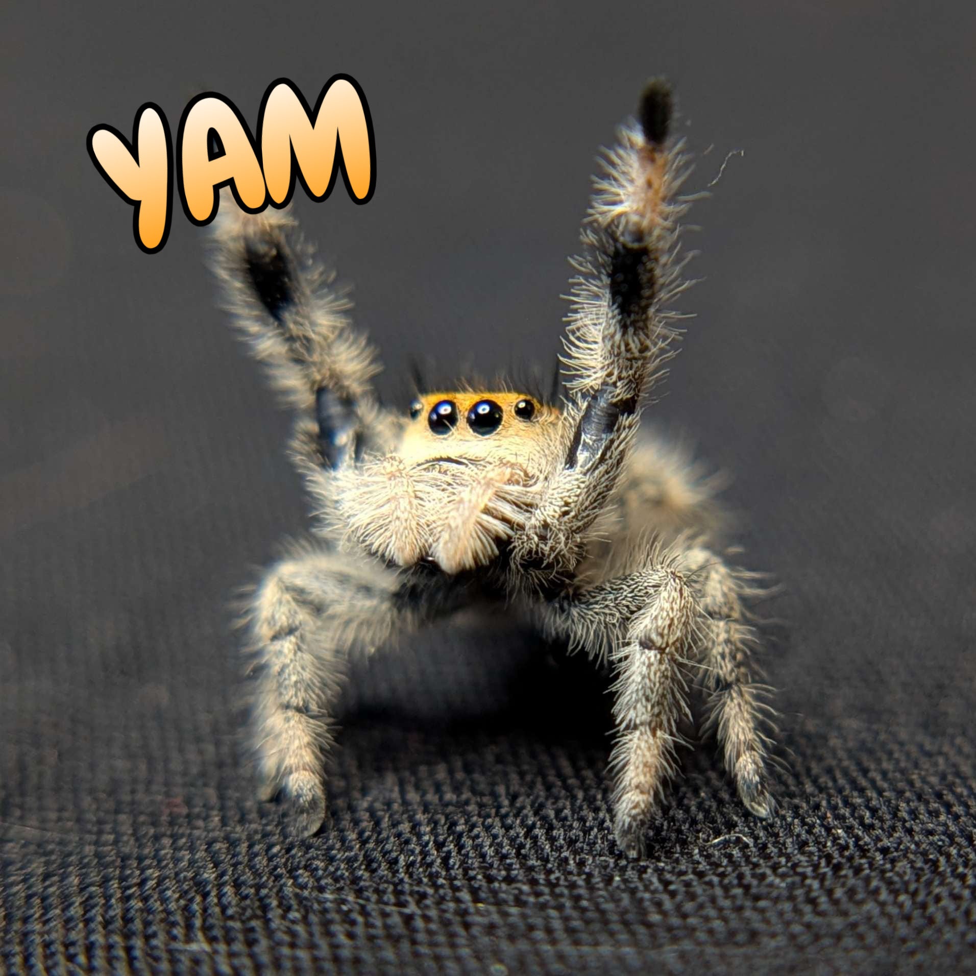 Regal Jumping Spider "Yam"