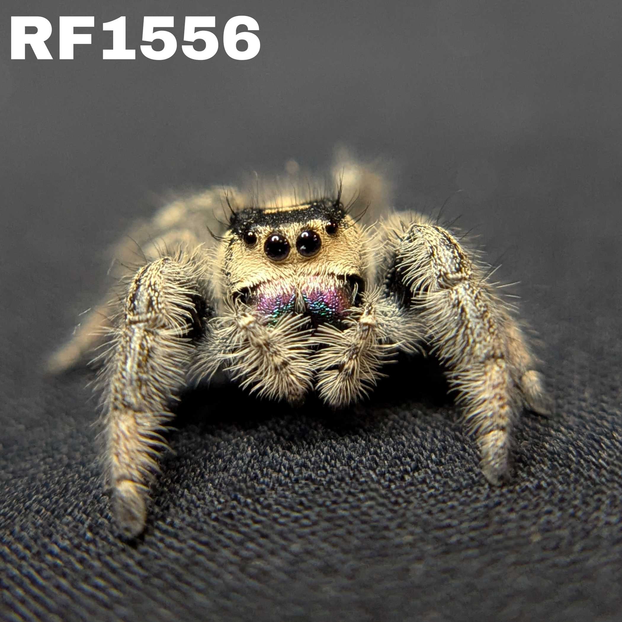 Regal Jumping Spider "Violet Blaze"