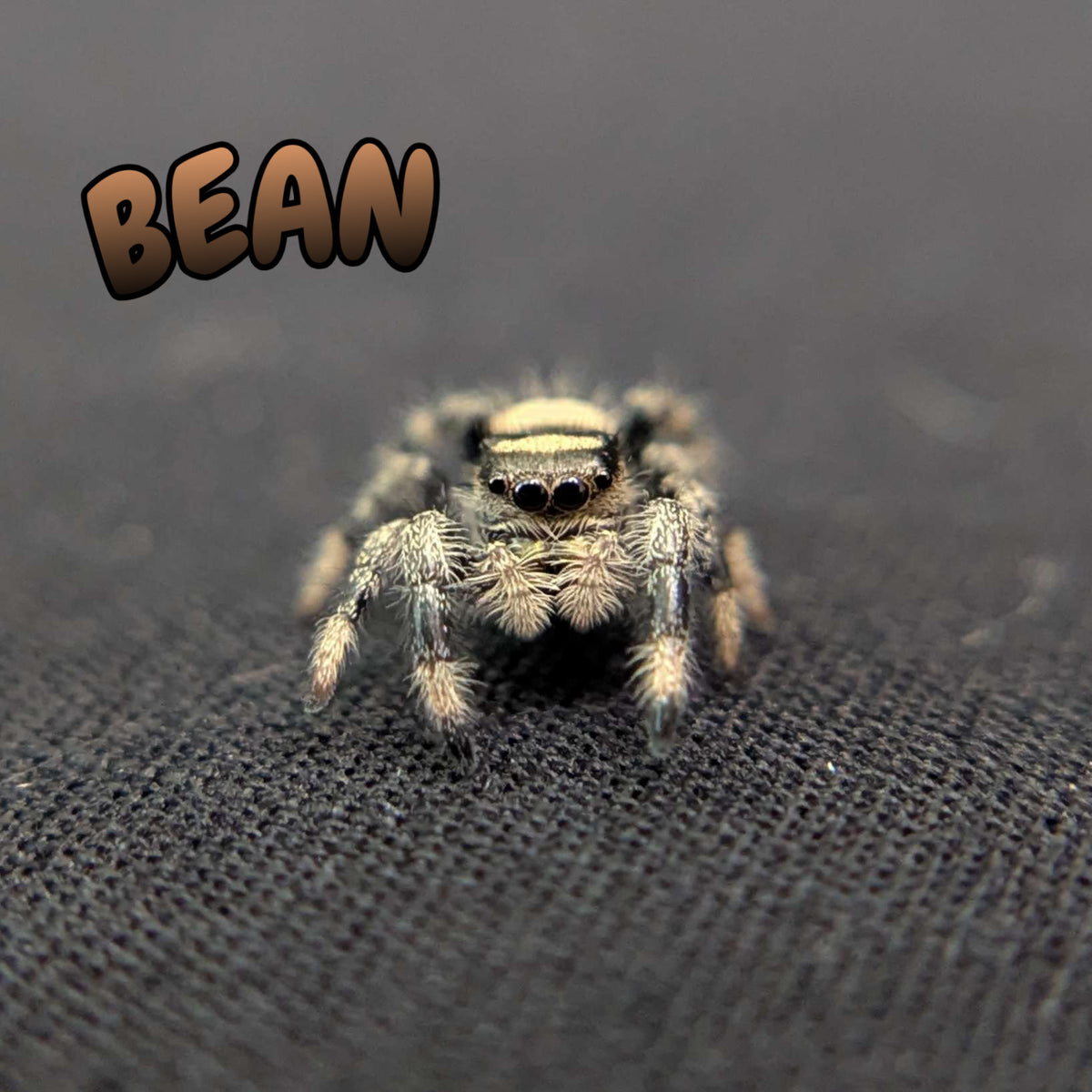 Regal Jumping Spider "Bean"