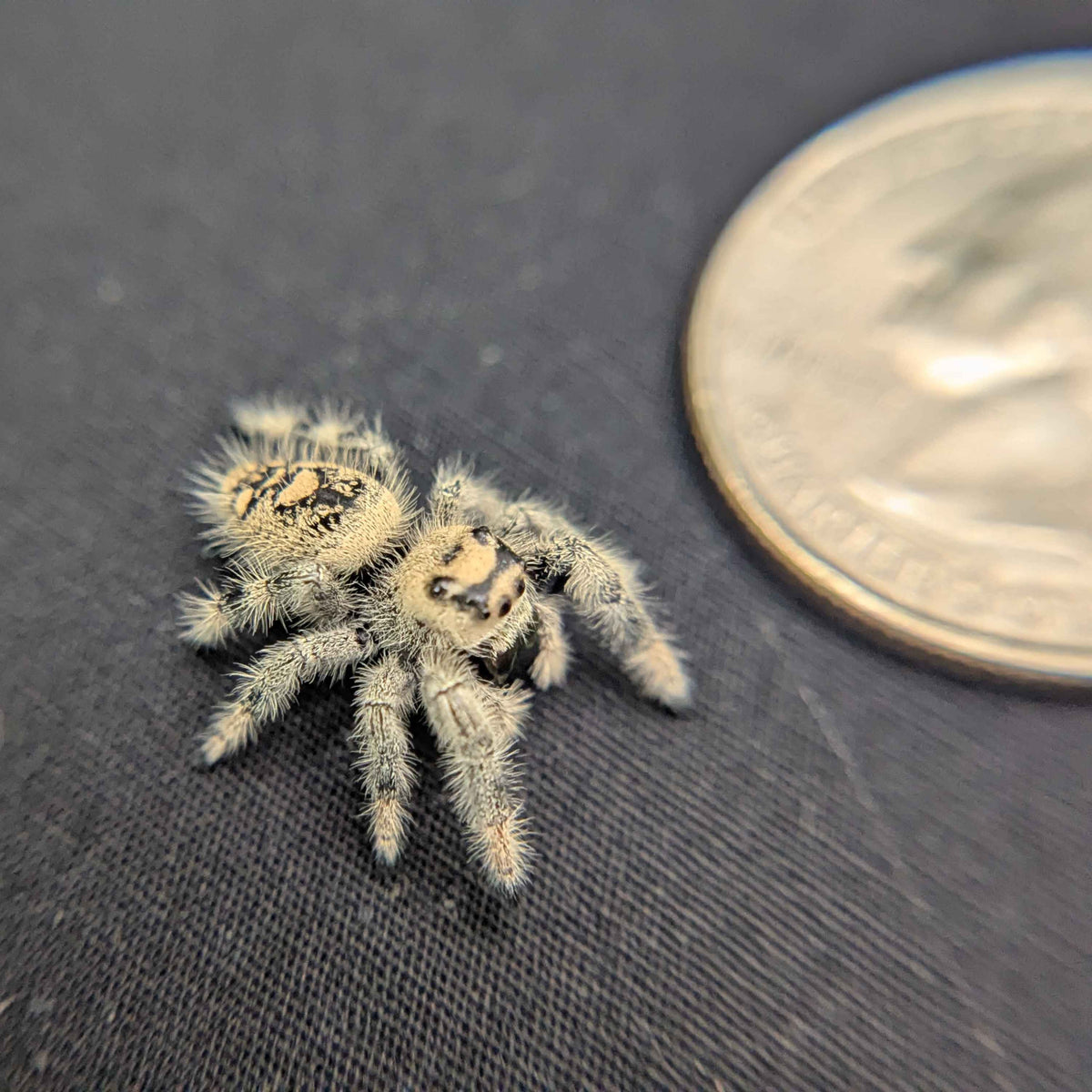 Regal Jumping Spider "Pink"