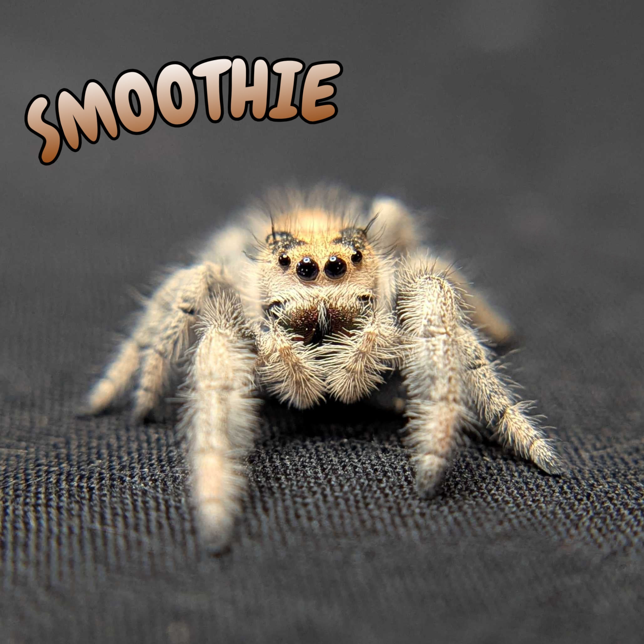 Regal Jumping Spider "Smoothie"
