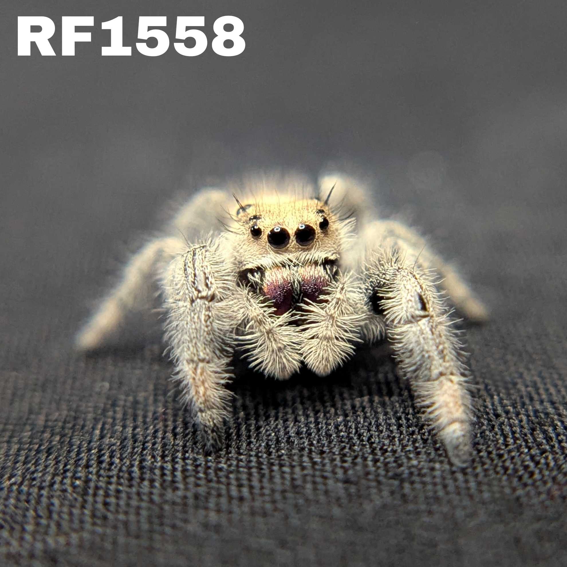 Regal Jumping Spider "Purple Haze"