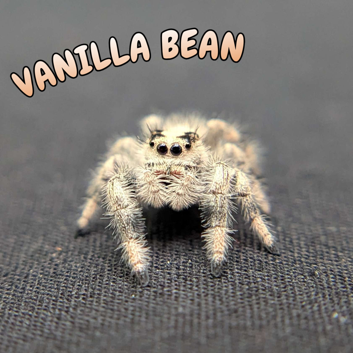 Regal Jumping Spider "Vanilla Bean”