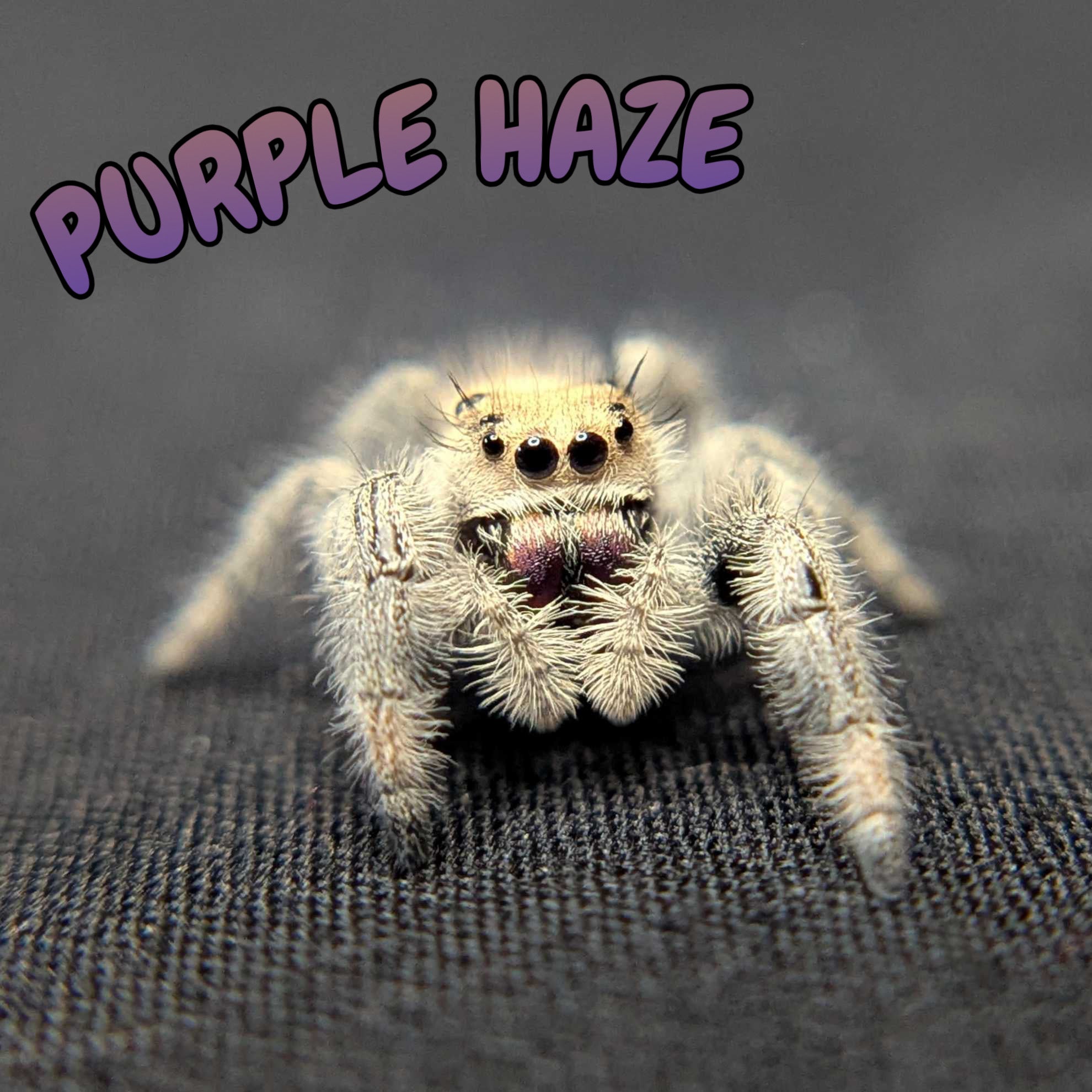 Regal Jumping Spider "Purple Haze"