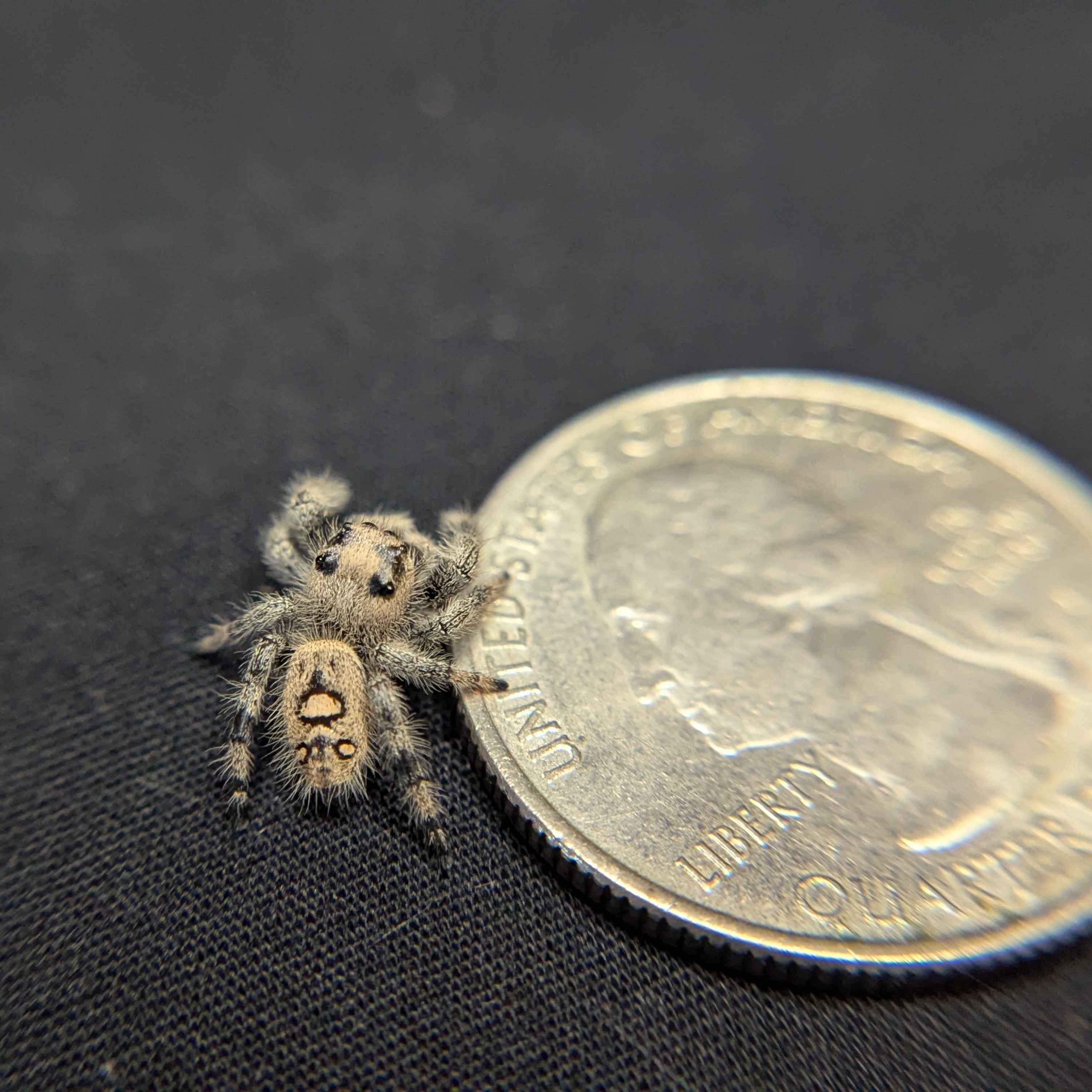 Regal Jumping Spider "Cutie"