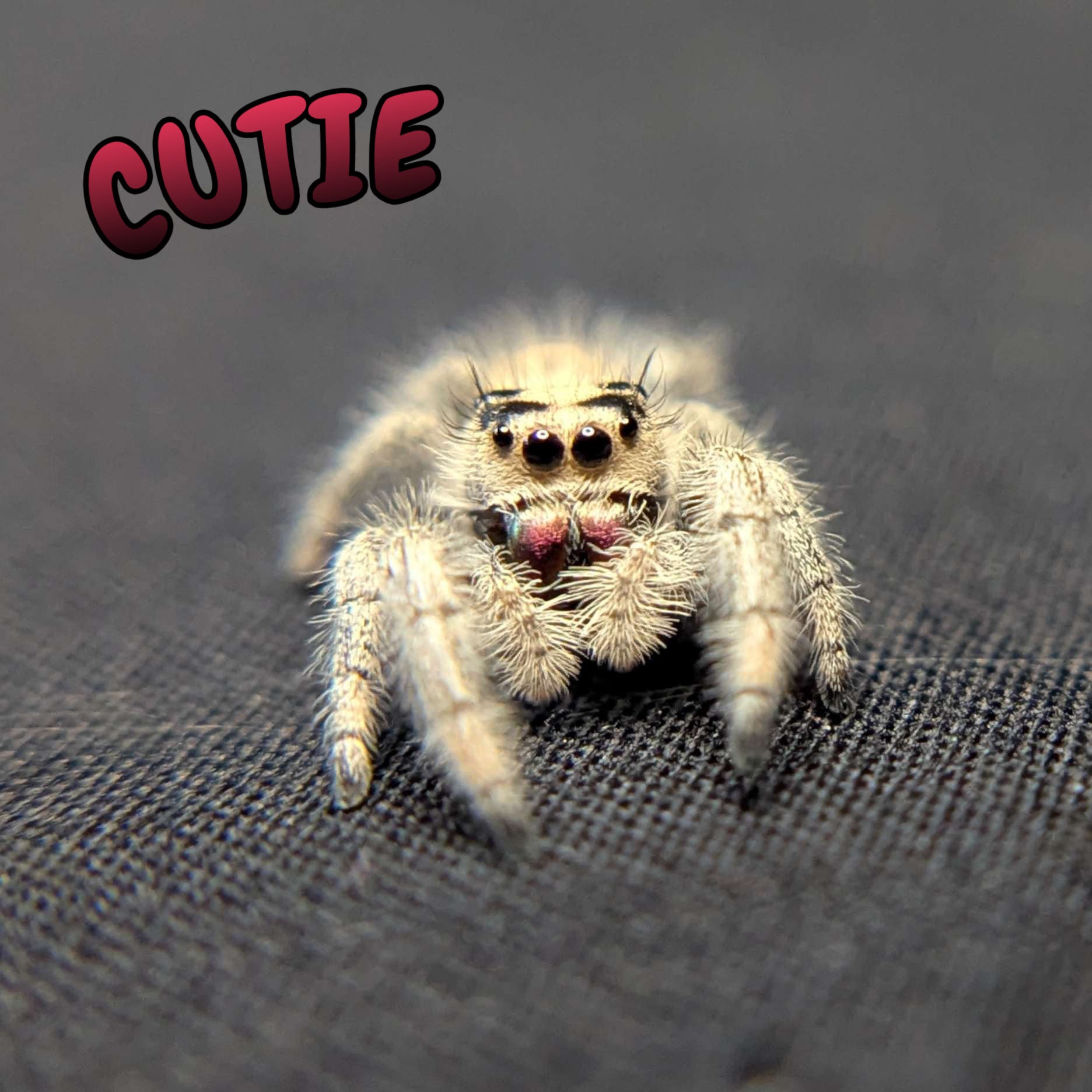 Regal Jumping Spider "Cutie"
