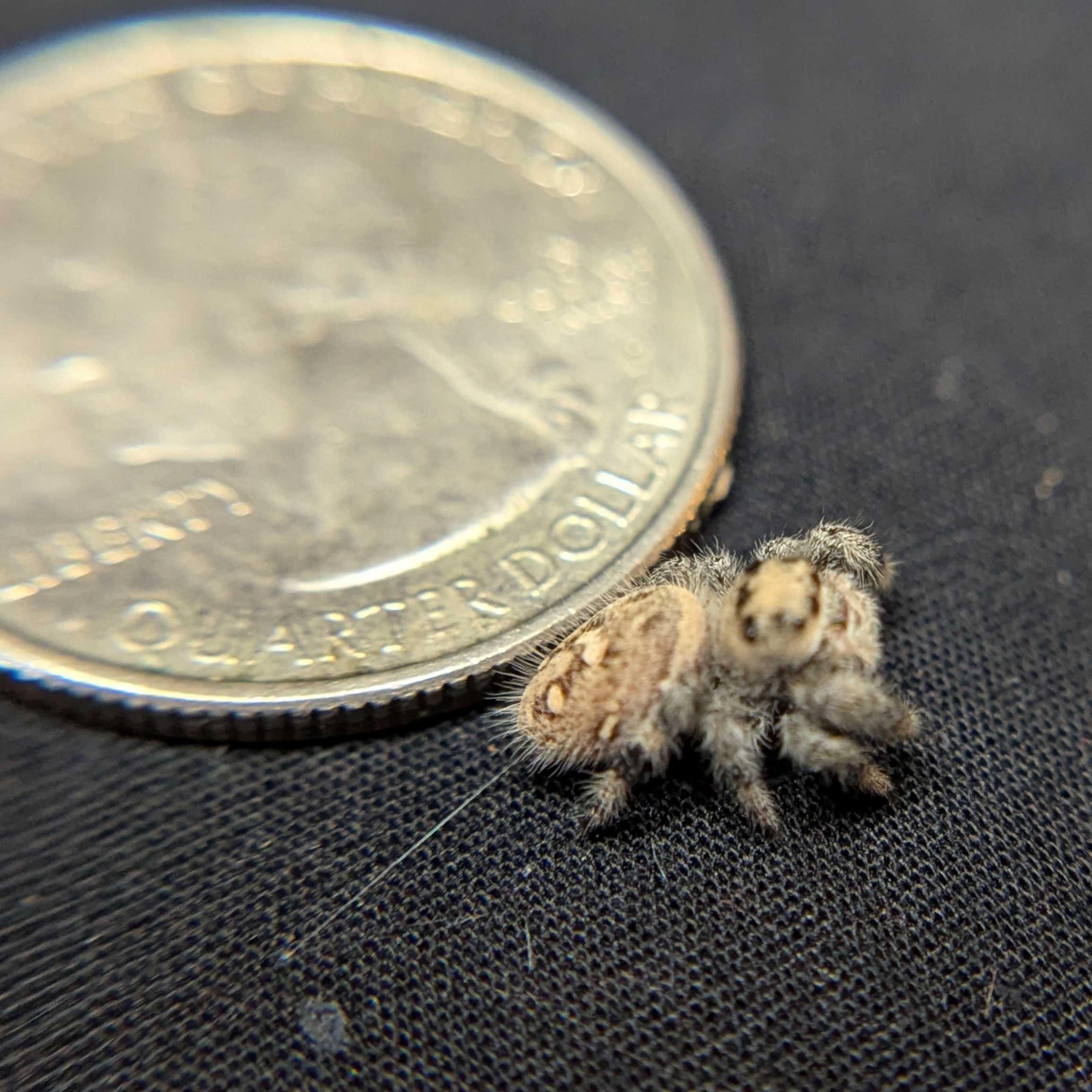 Regal Jumping Spider "Sherbert"