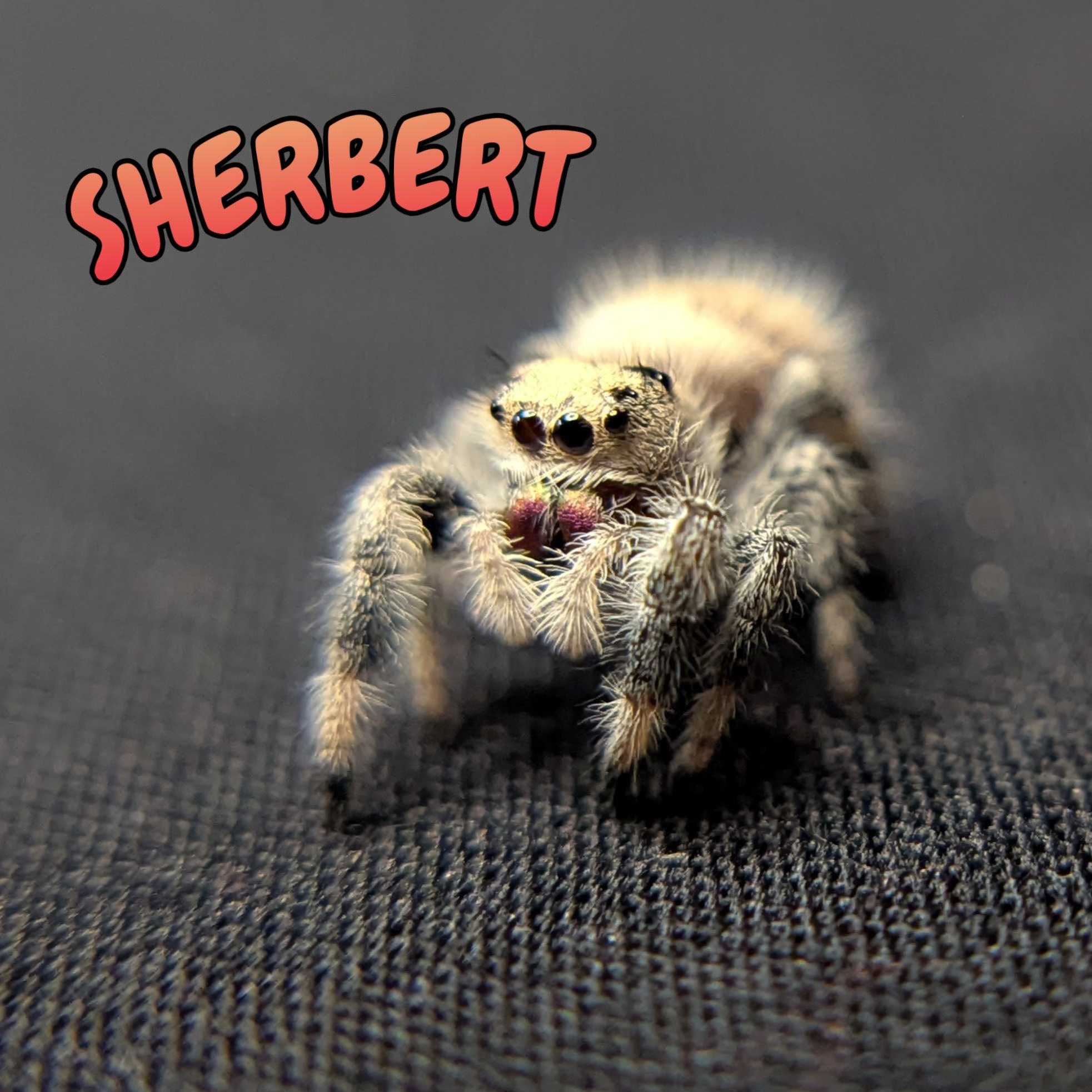Regal Jumping Spider "Sherbert"