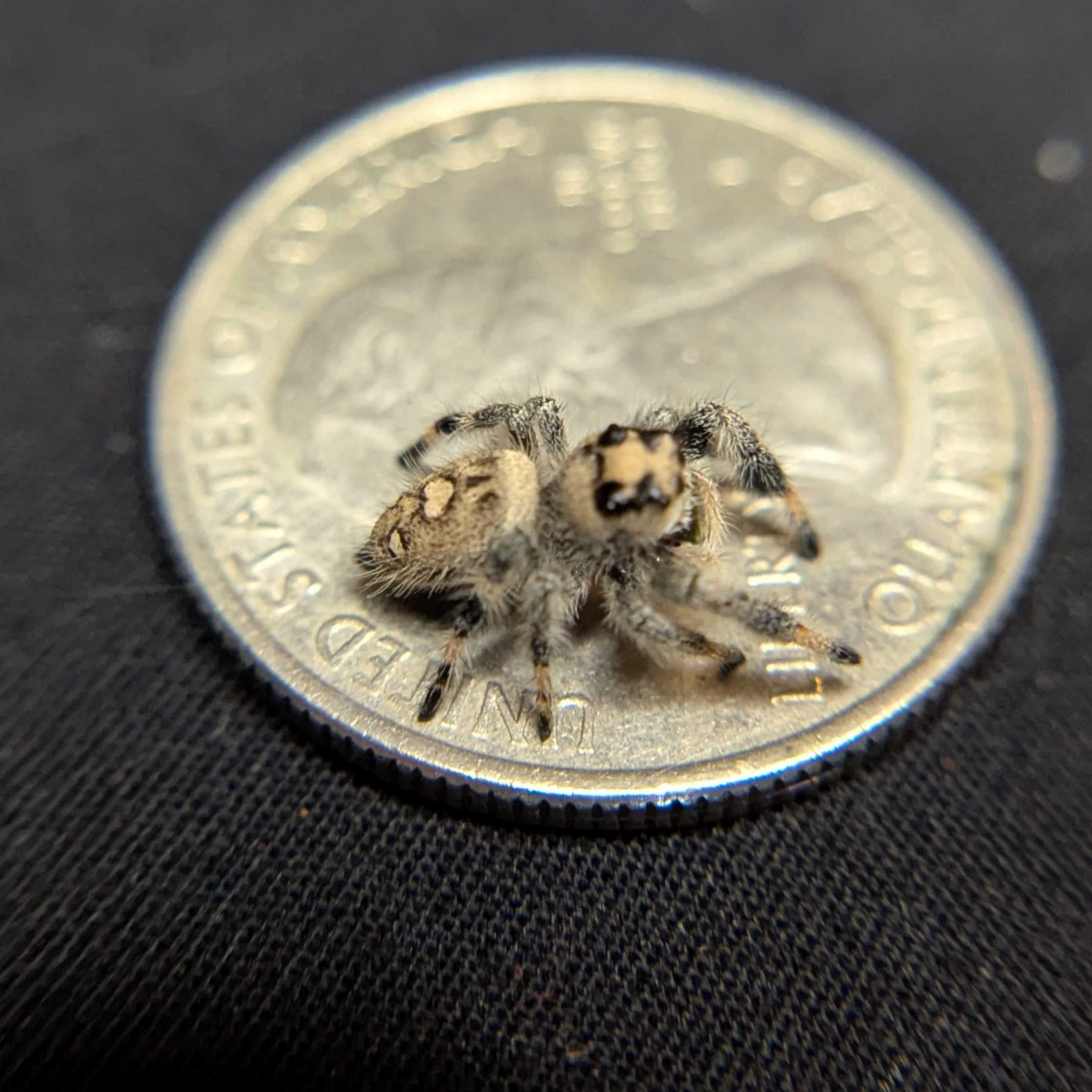 Regal Jumping Spider "Rosie"