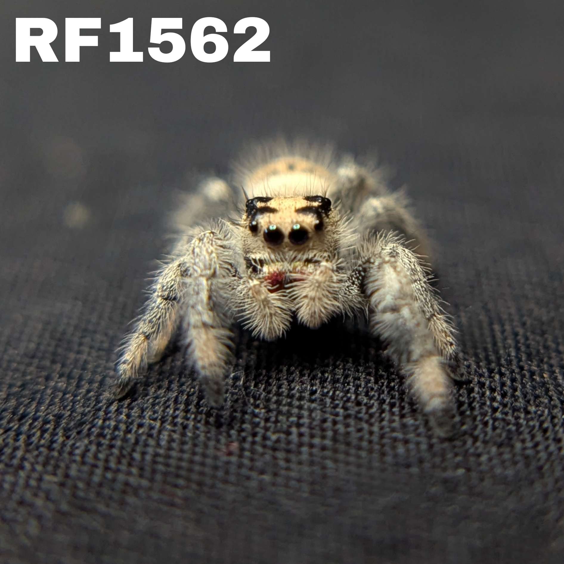 Regal Jumping Spider "Rosie"