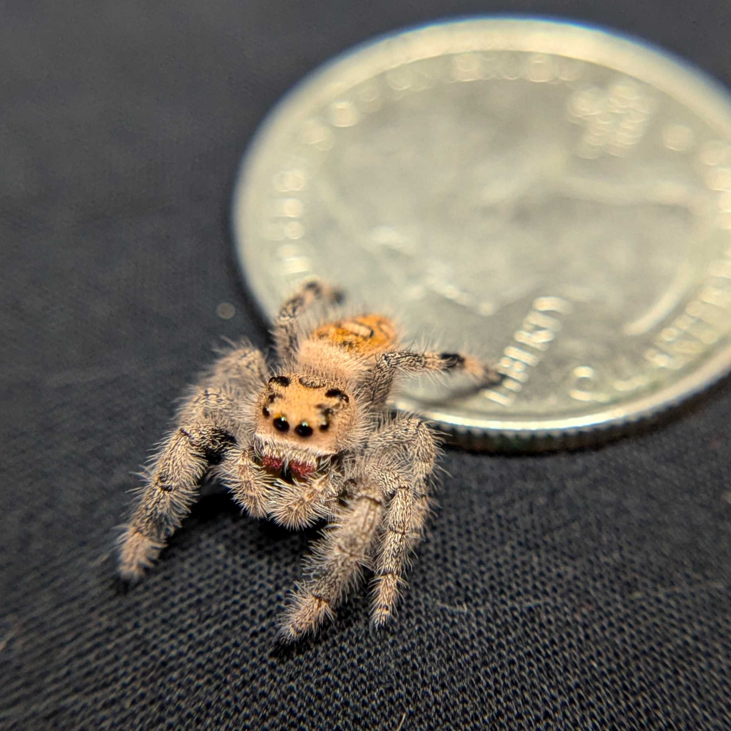 Regal Jumping Spider “Cupcake”